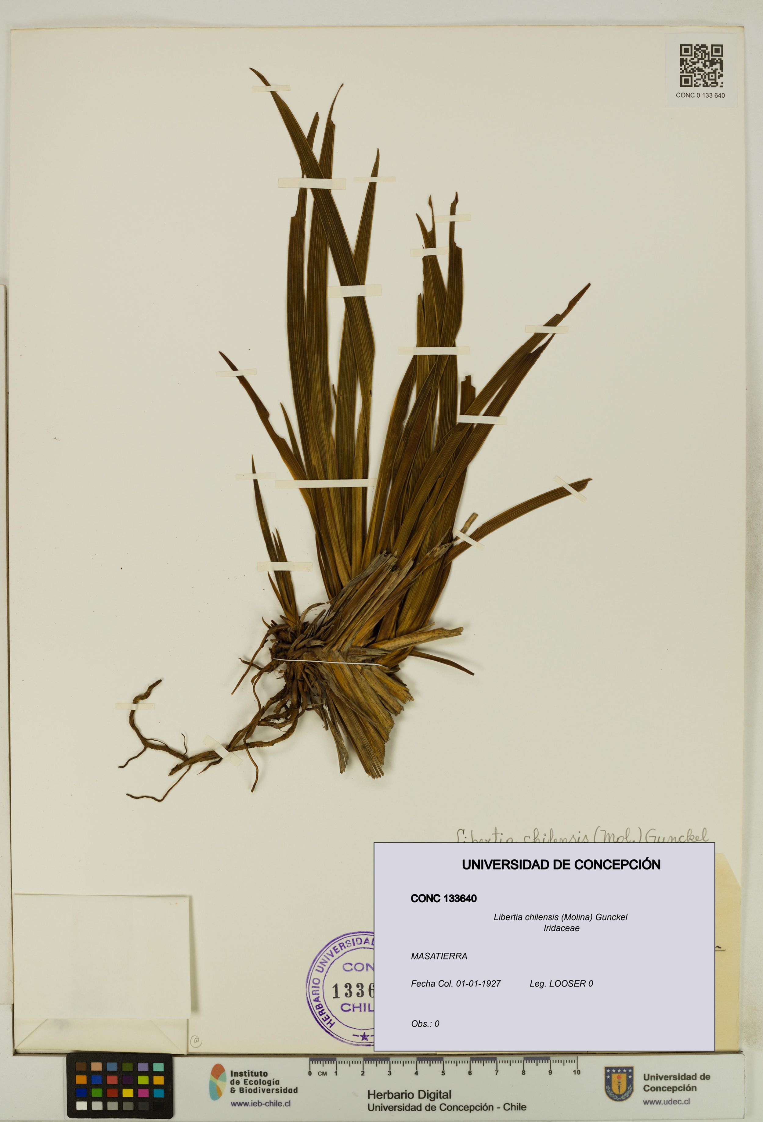 Libertia chilensis [Espécimen: ]