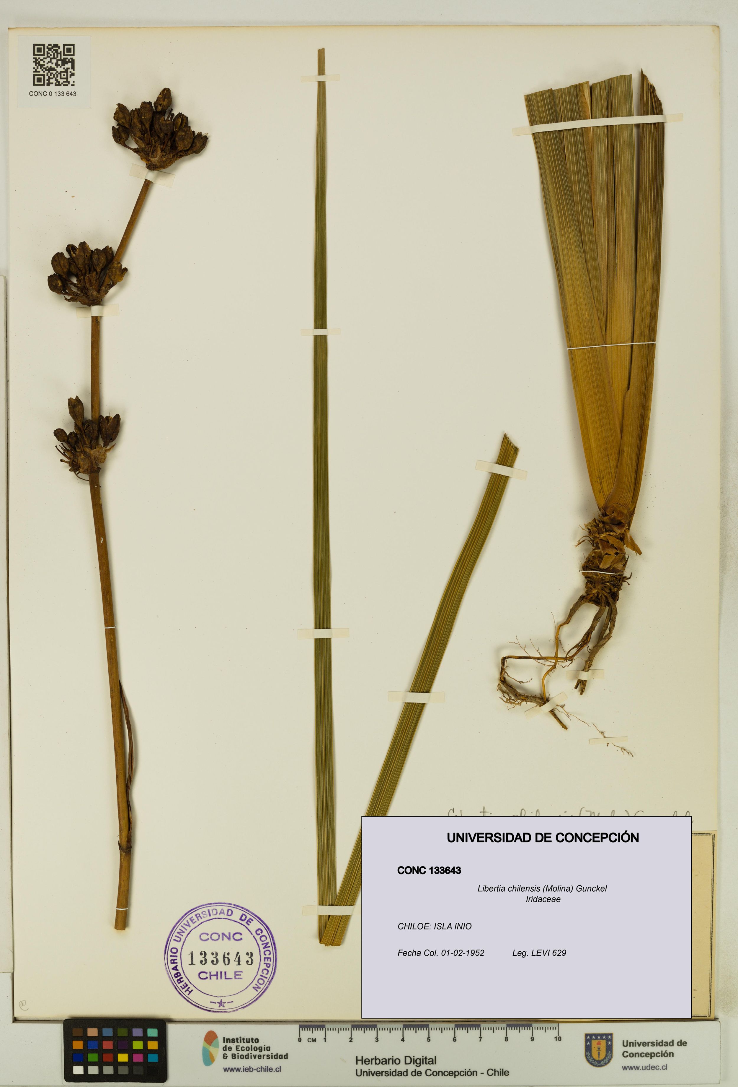 Libertia chilensis [Espécimen: ]