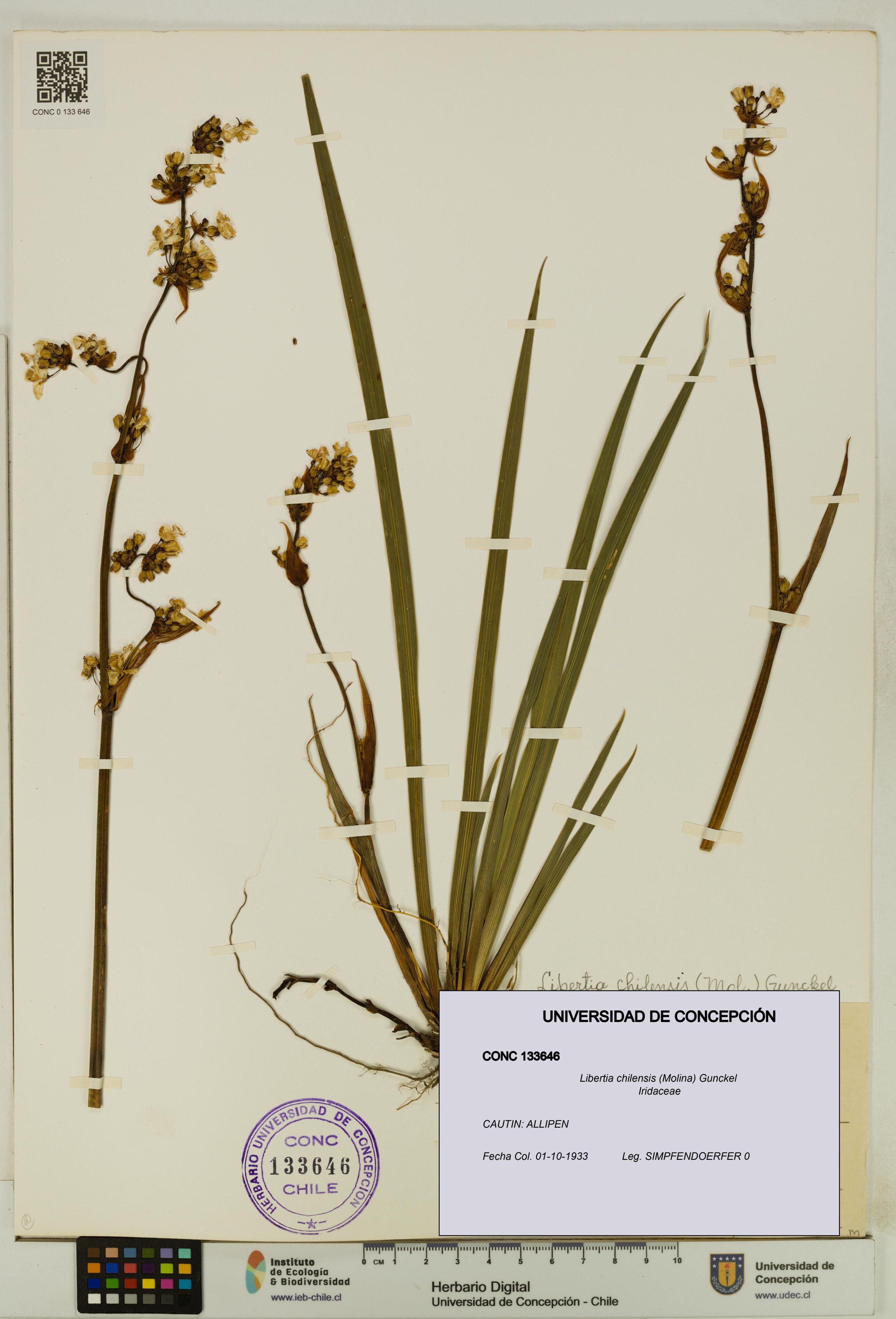 Libertia chilensis [Espécimen: ]