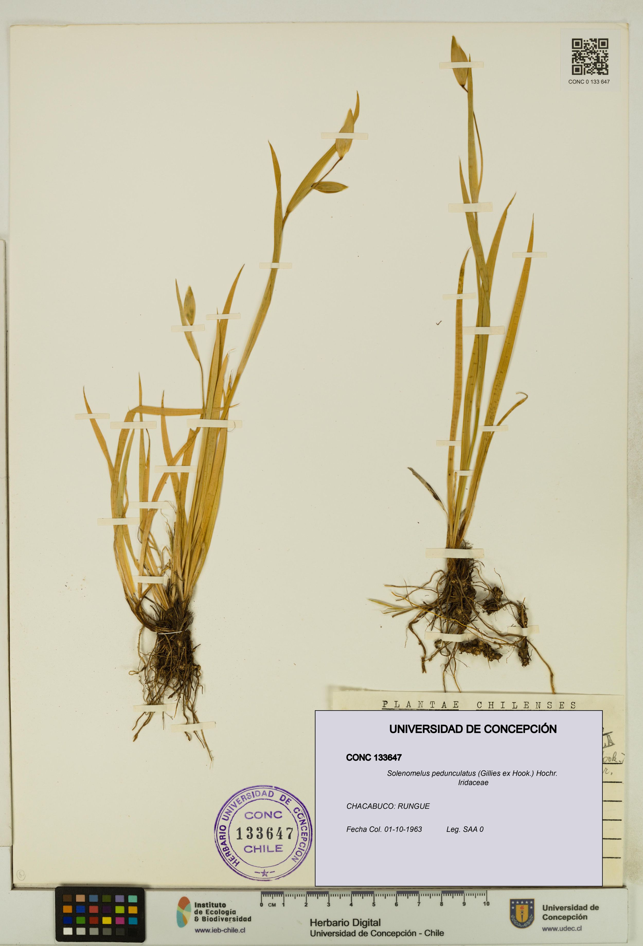 Solenomelus pedunculatus [Espécimen: ]