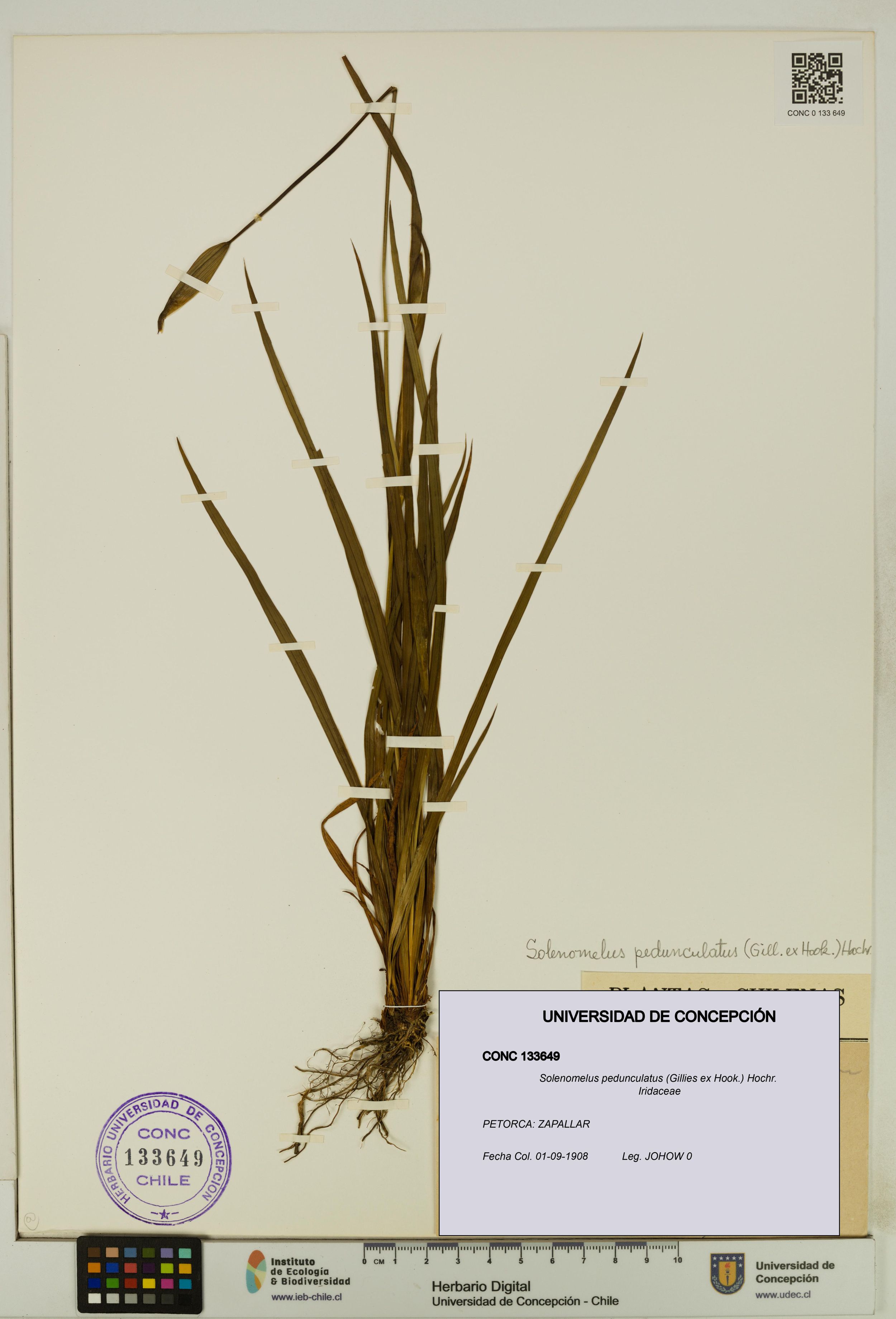 Solenomelus pedunculatus [Espécimen: ]