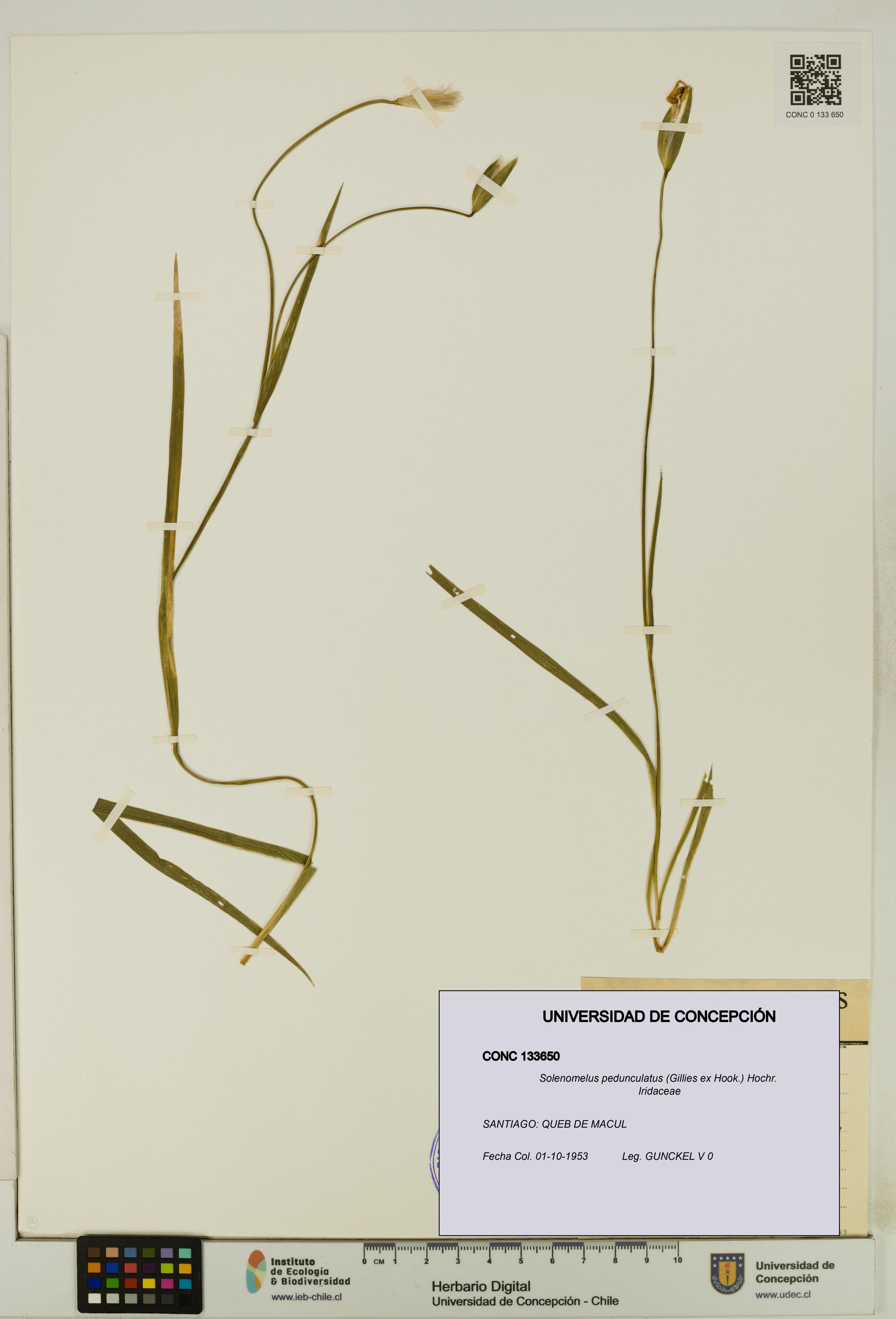 Solenomelus pedunculatus [Espécimen: ]