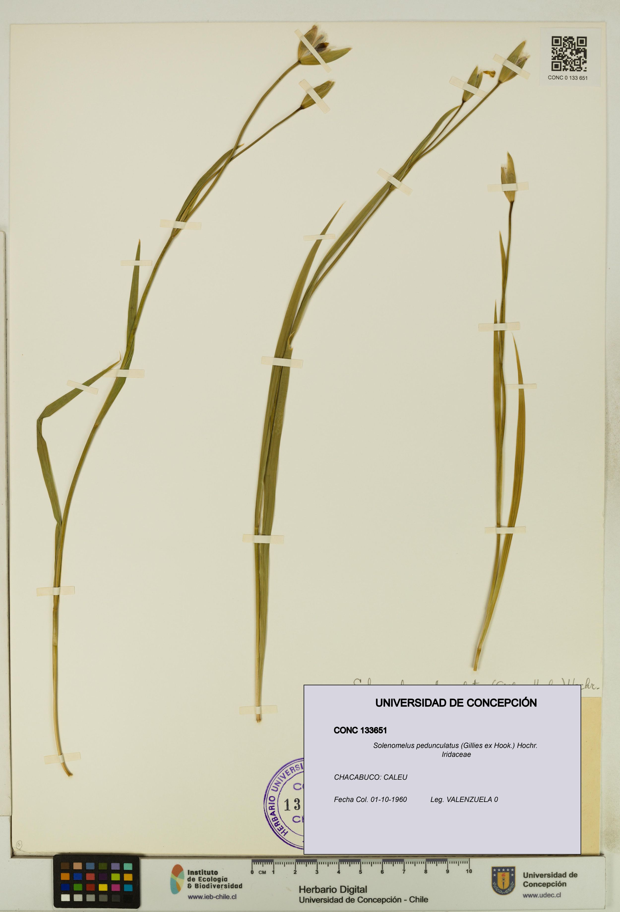 Solenomelus pedunculatus [Espécimen: ]