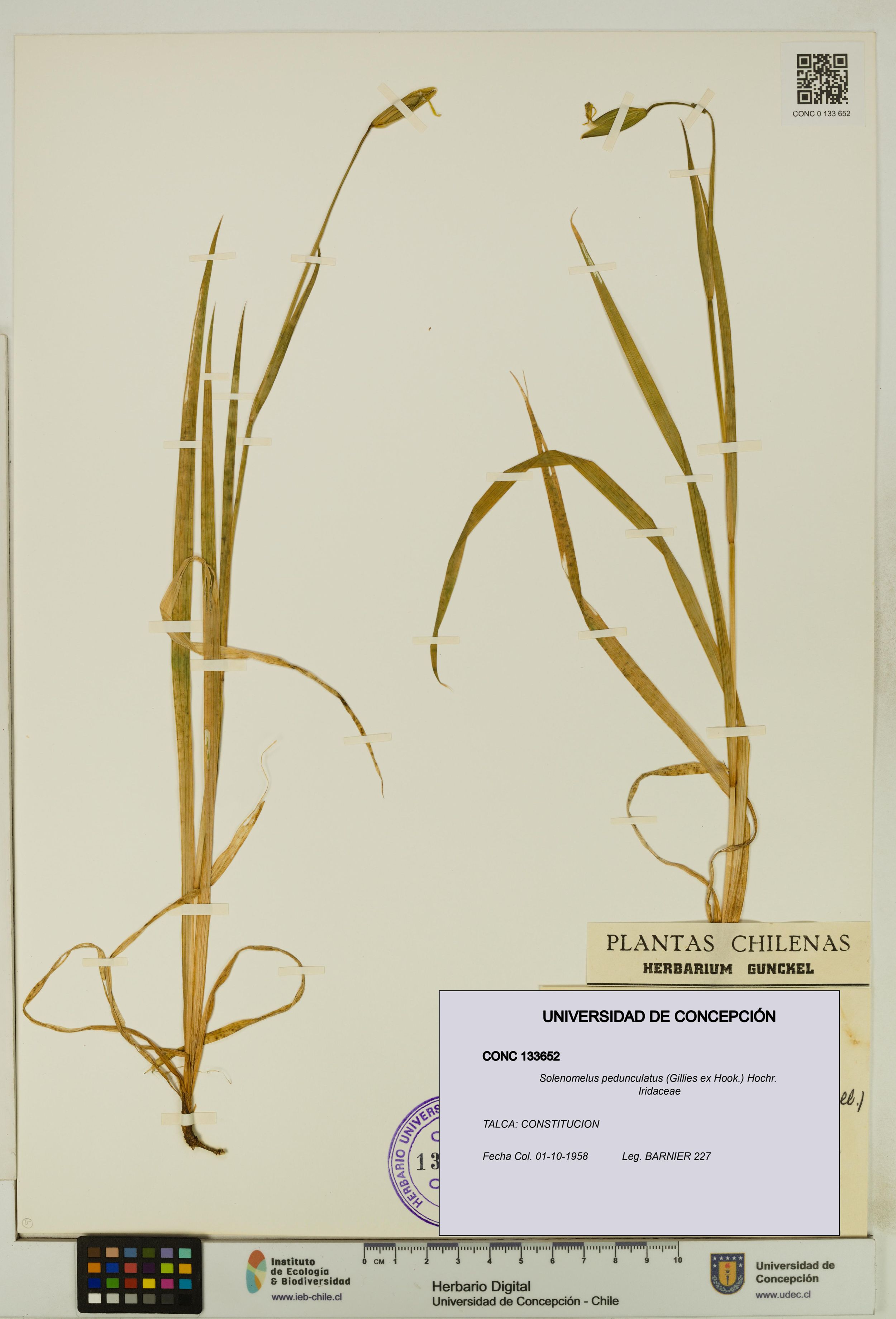 Solenomelus pedunculatus [Espécimen: ]