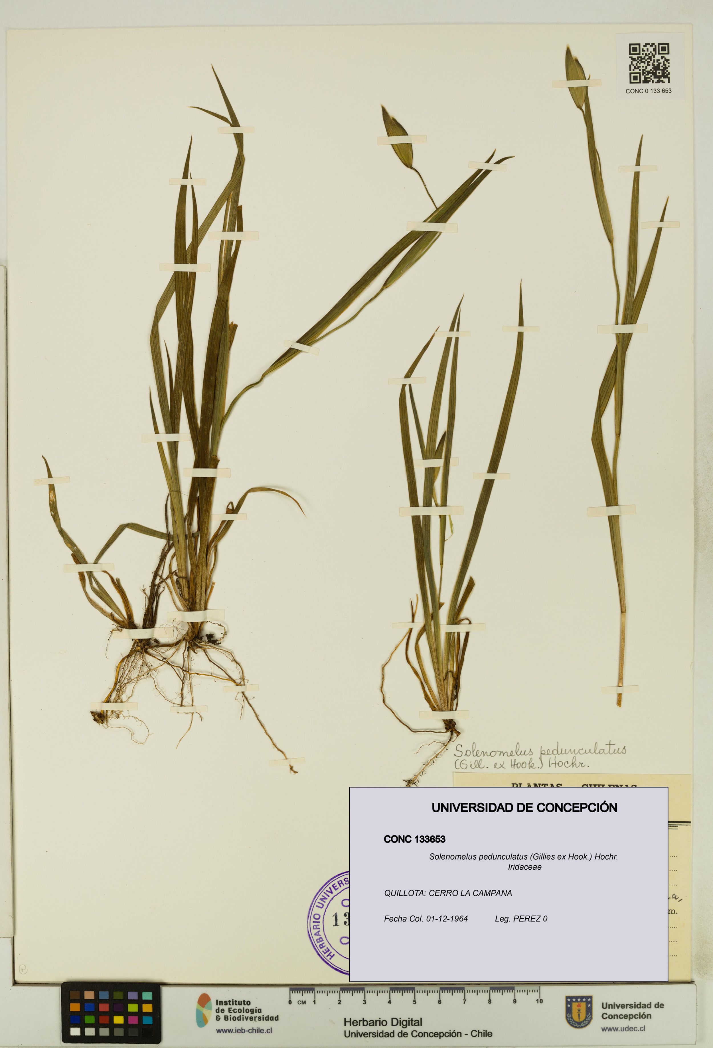 Solenomelus pedunculatus [Espécimen: ]