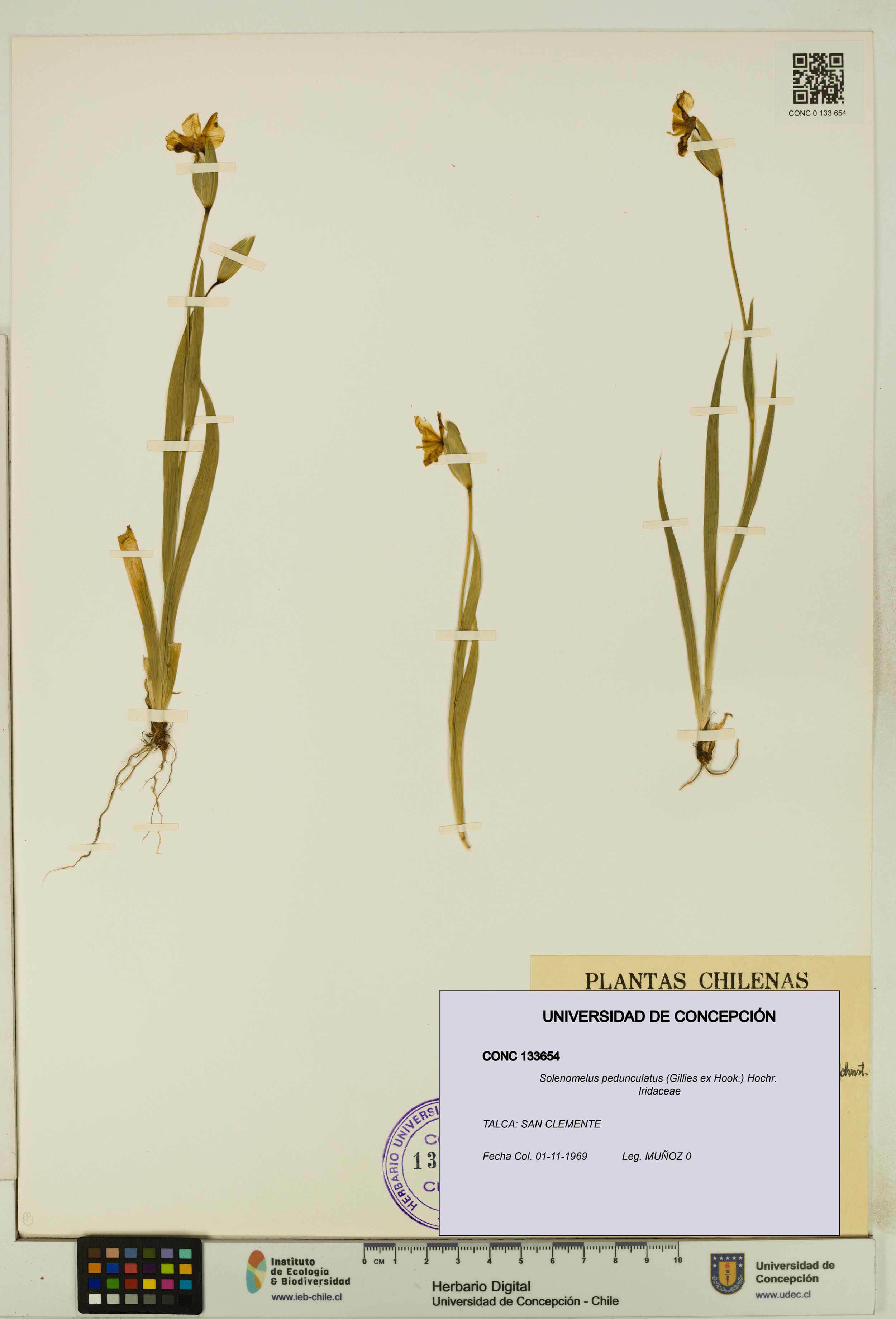 Solenomelus pedunculatus [Espécimen: ]