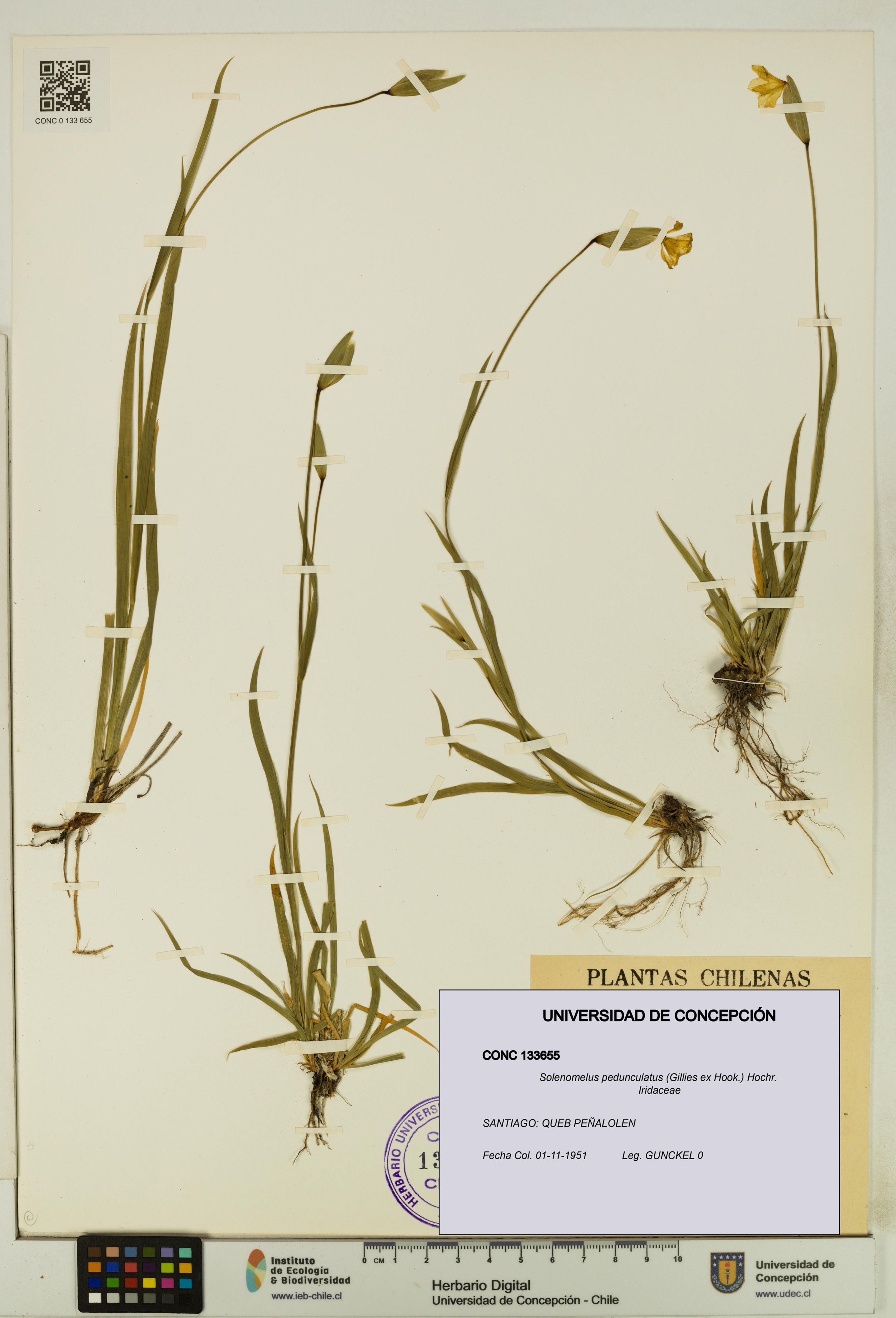 Solenomelus pedunculatus [Espécimen: ]