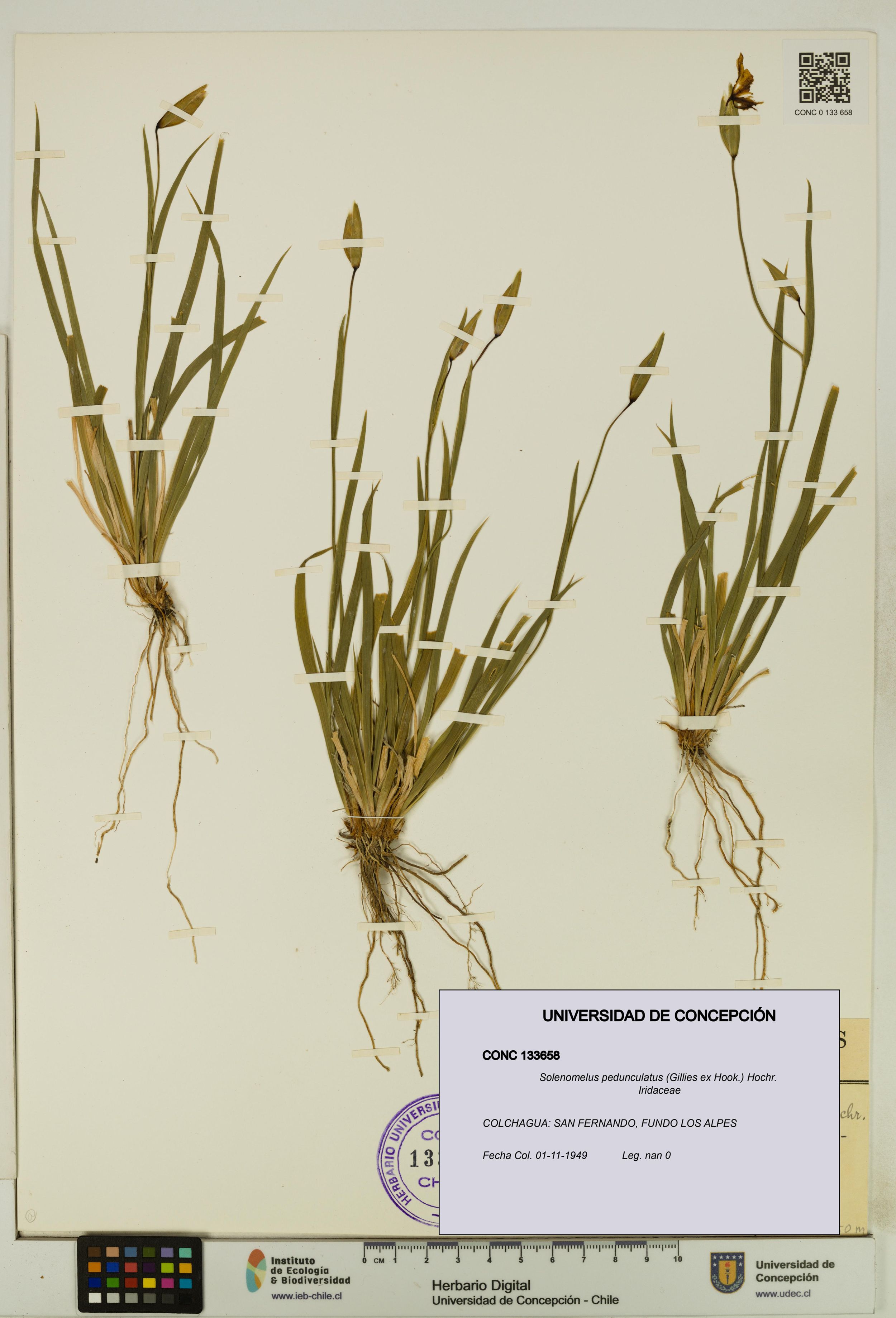 Solenomelus pedunculatus [Espécimen: ]