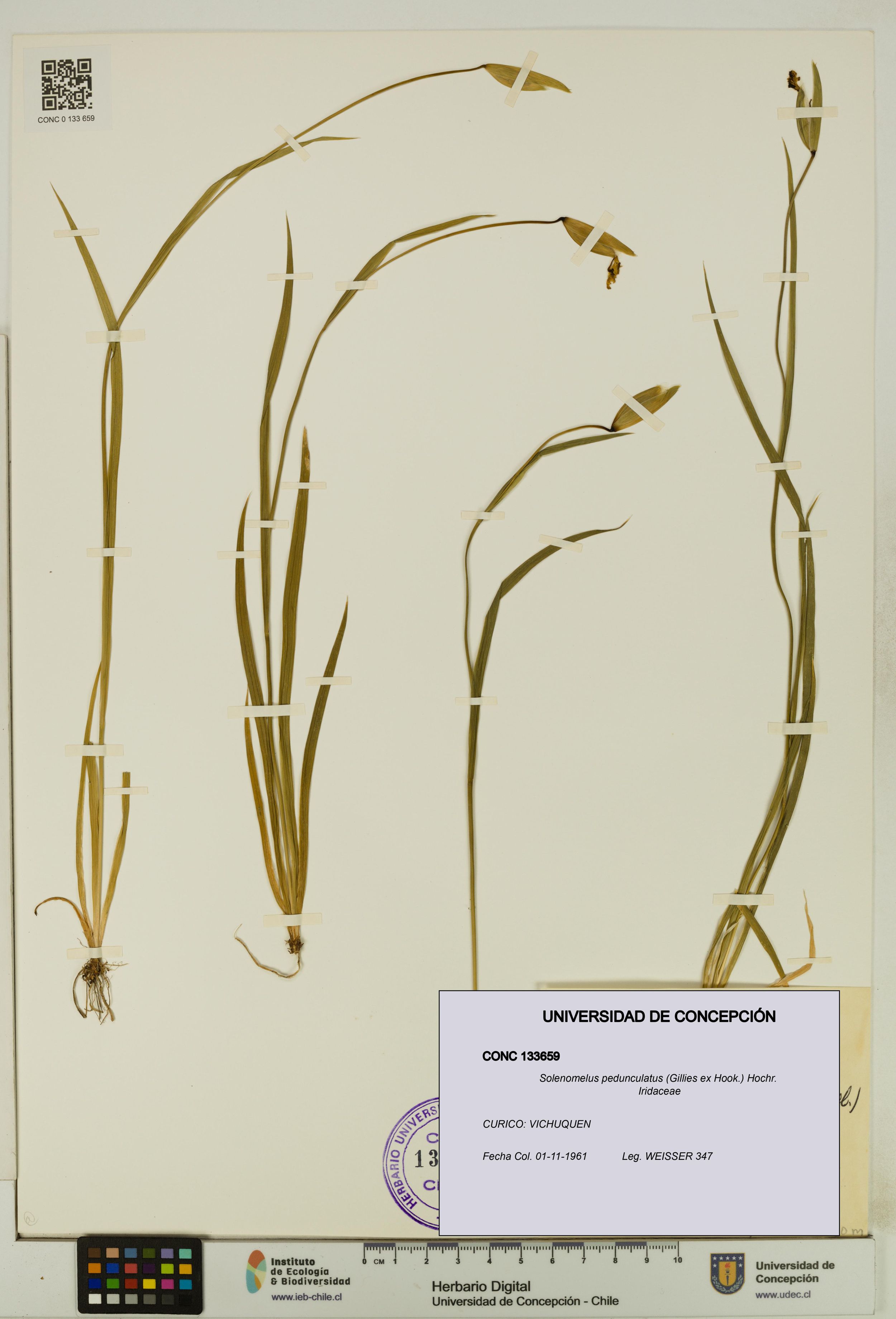 Solenomelus pedunculatus [Espécimen: ]