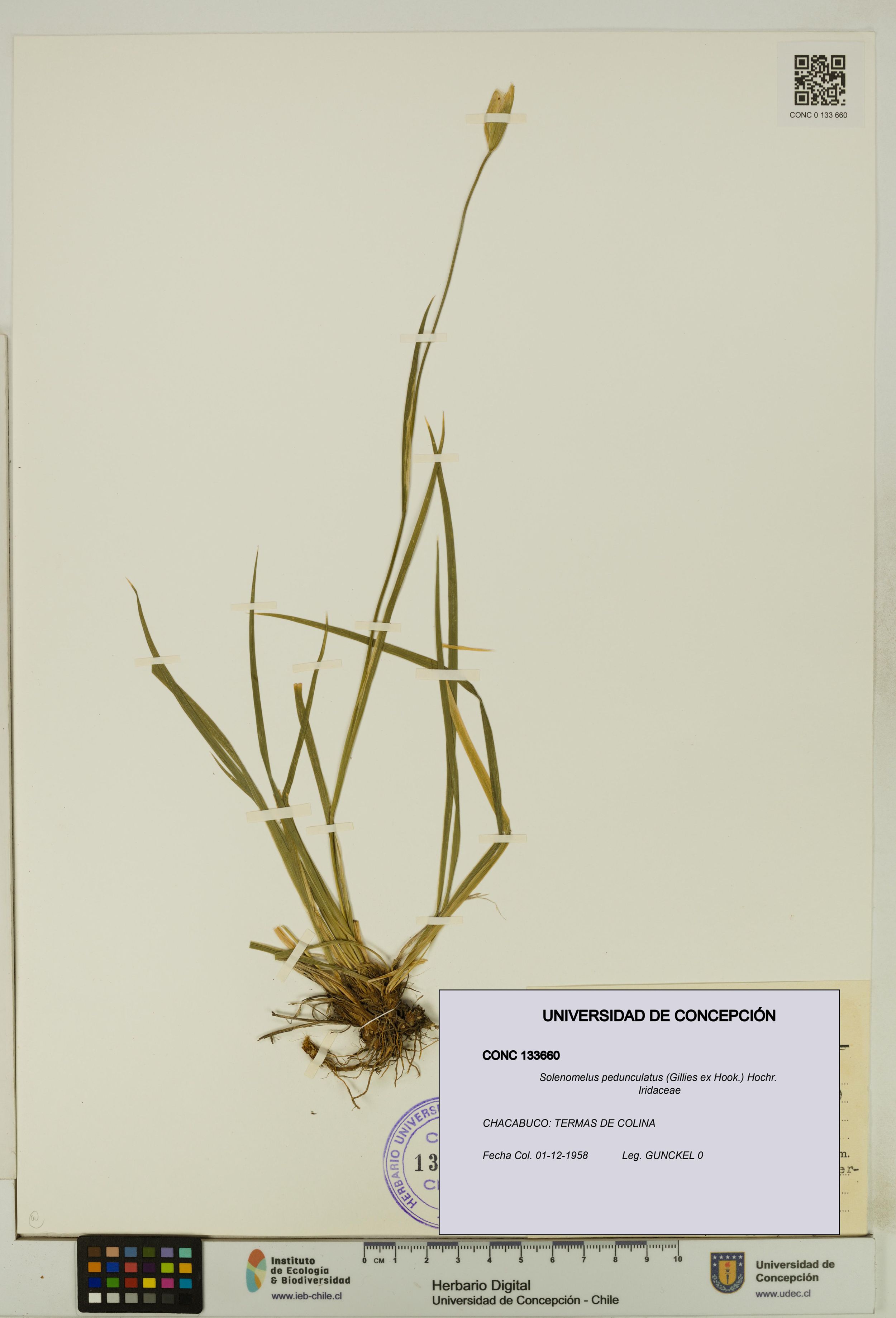 Solenomelus pedunculatus [Espécimen: ]