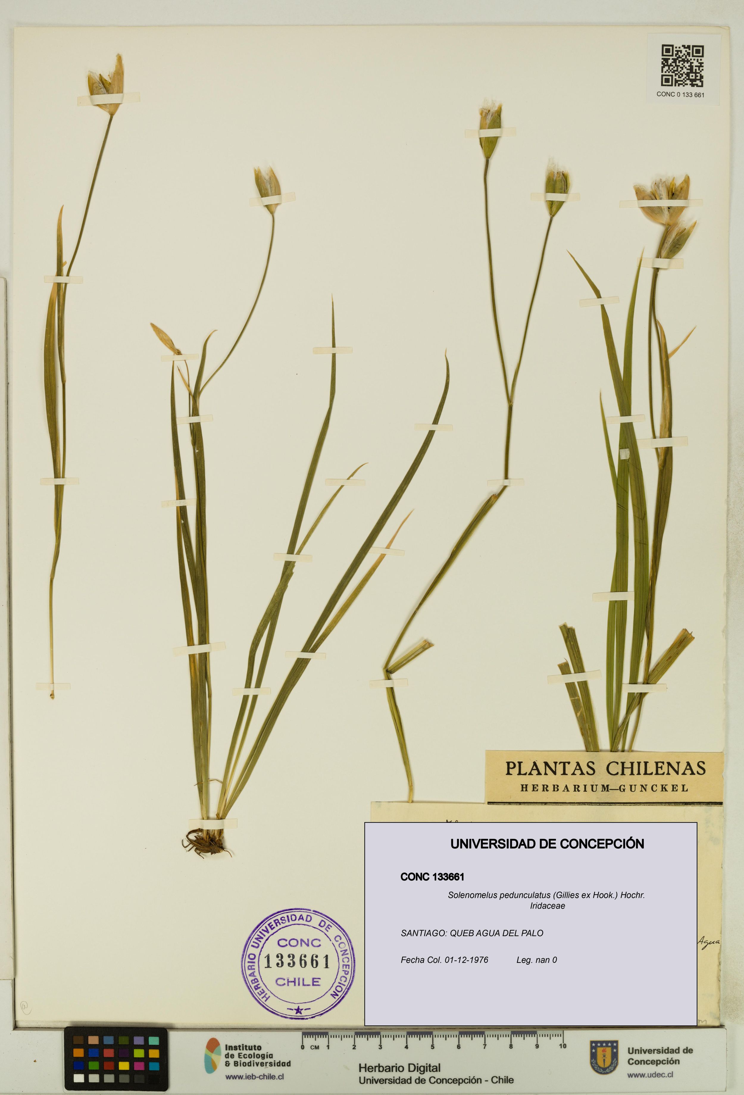 Solenomelus pedunculatus [Espécimen: ]