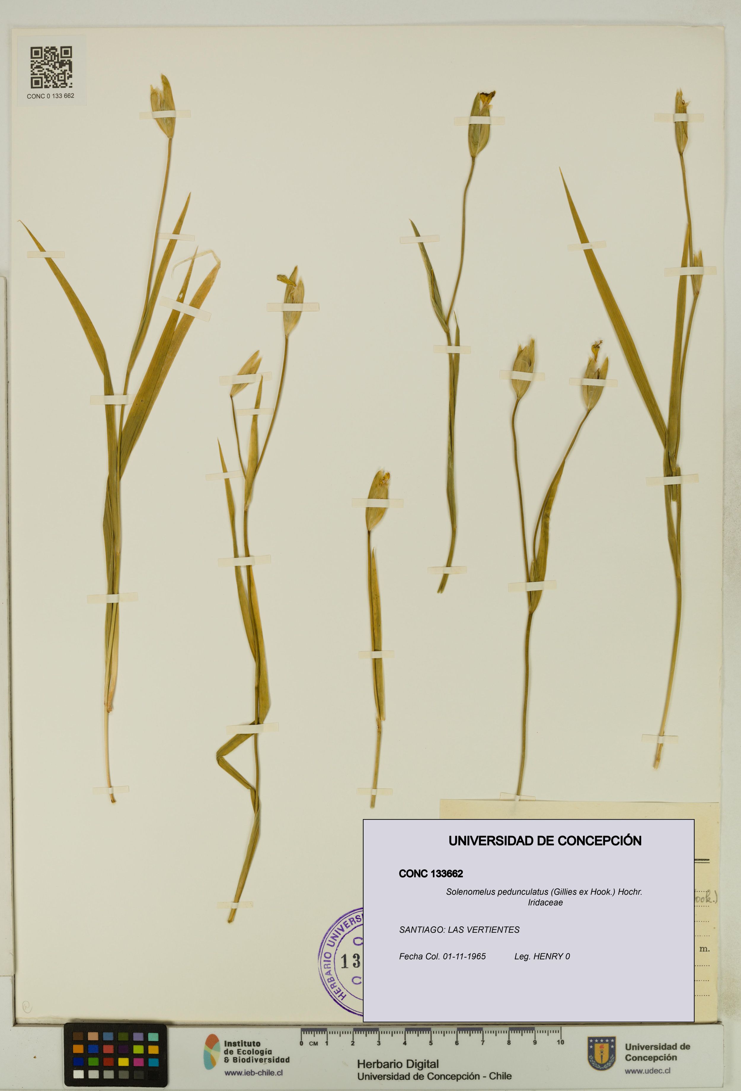 Solenomelus pedunculatus [Espécimen: ]