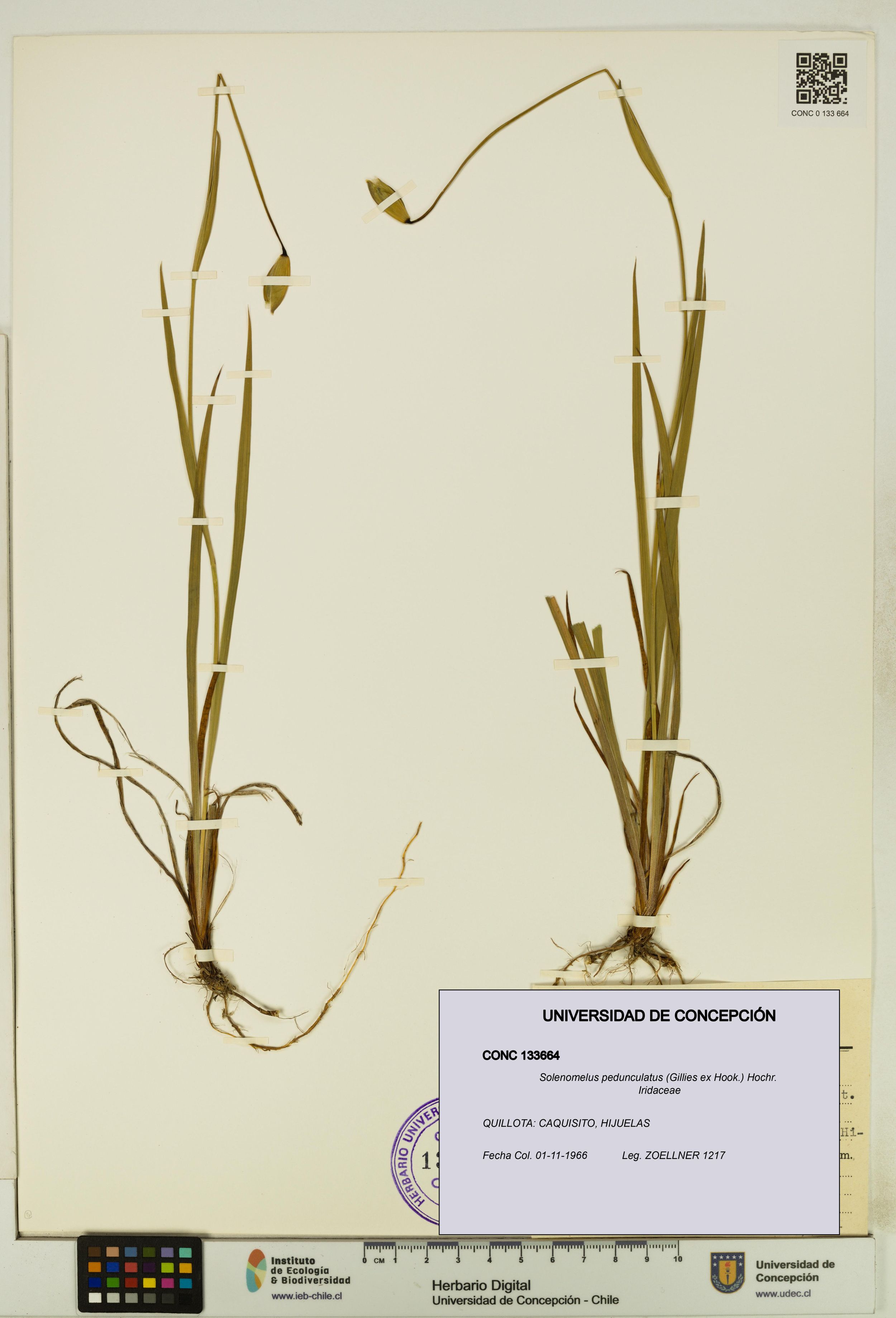 Solenomelus pedunculatus [Espécimen: ]