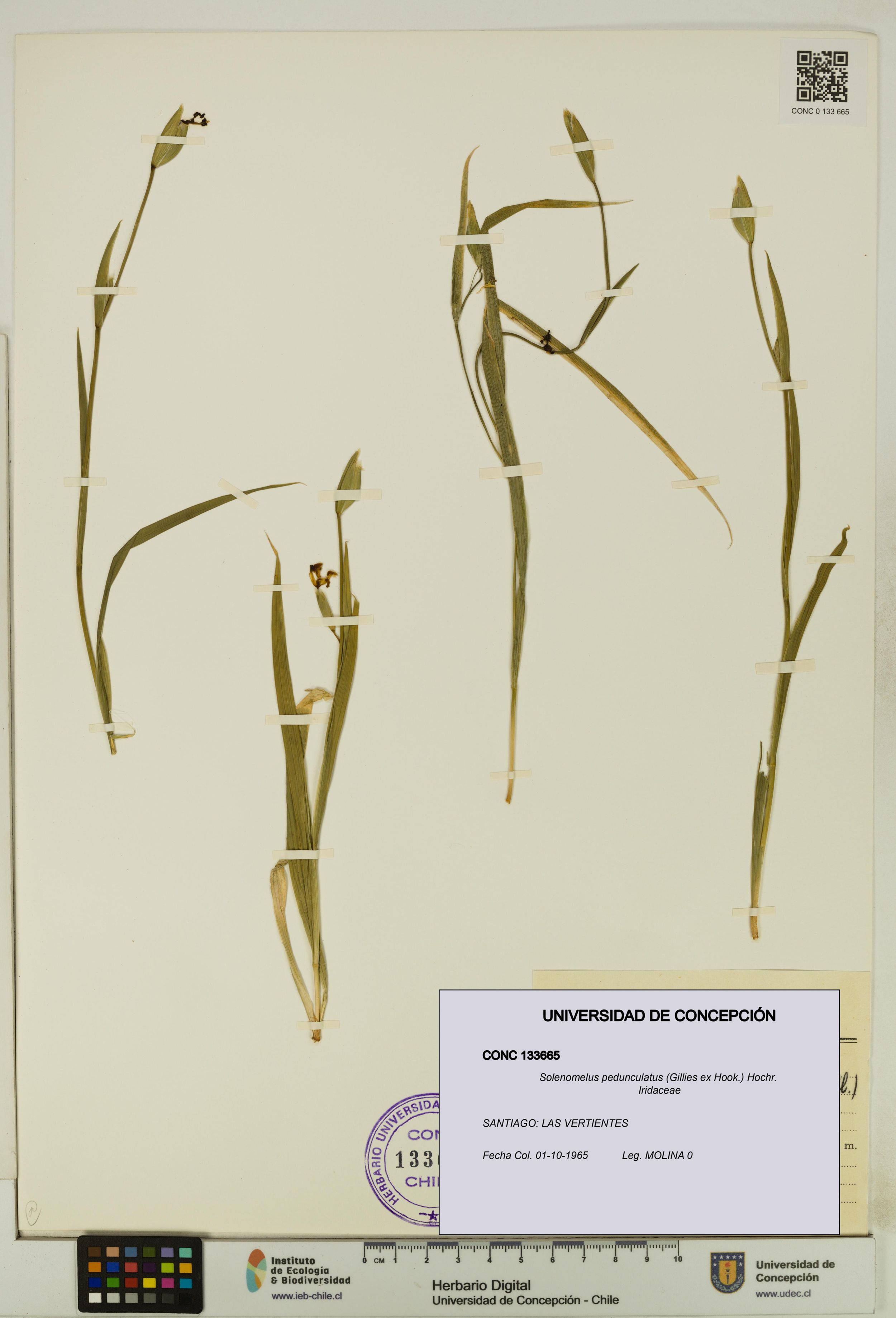 Solenomelus pedunculatus [Espécimen: ]
