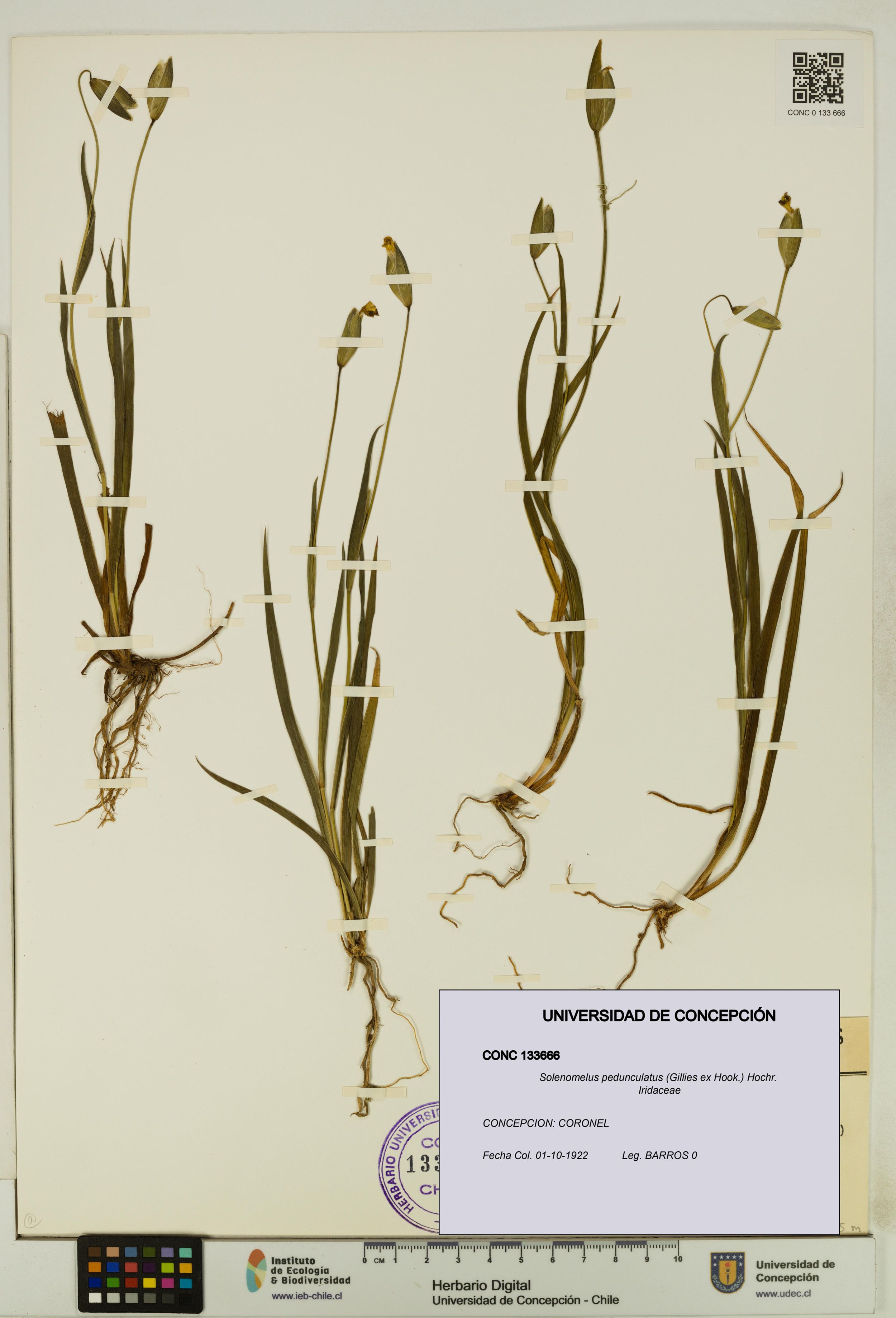 Solenomelus pedunculatus [Espécimen: ]