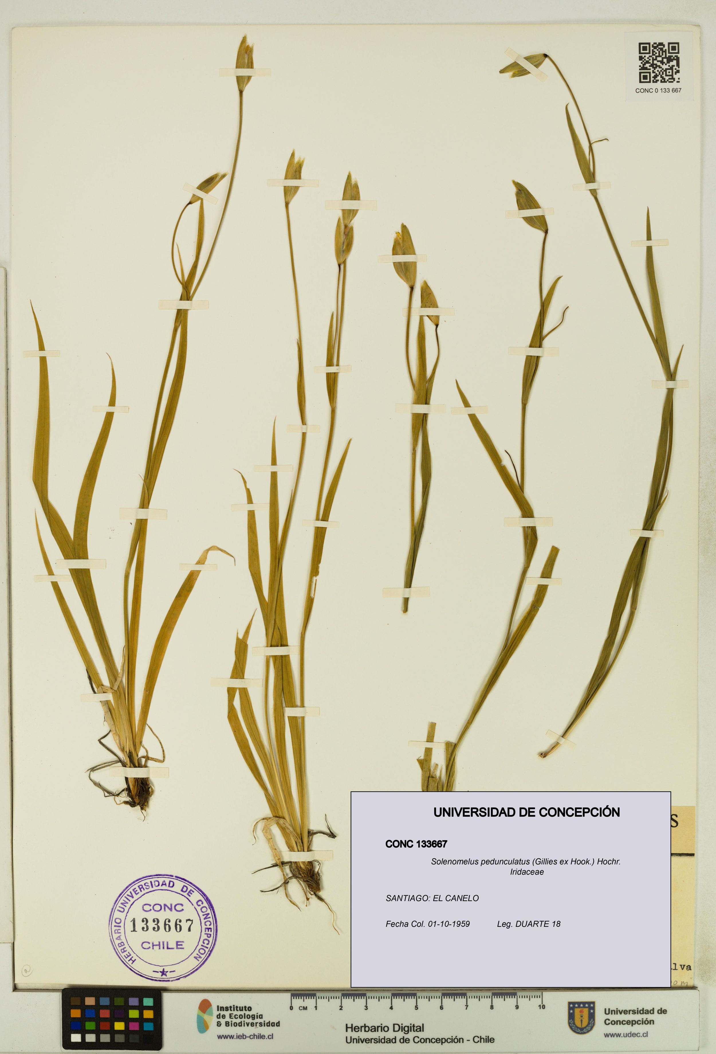Solenomelus pedunculatus [Espécimen: ]