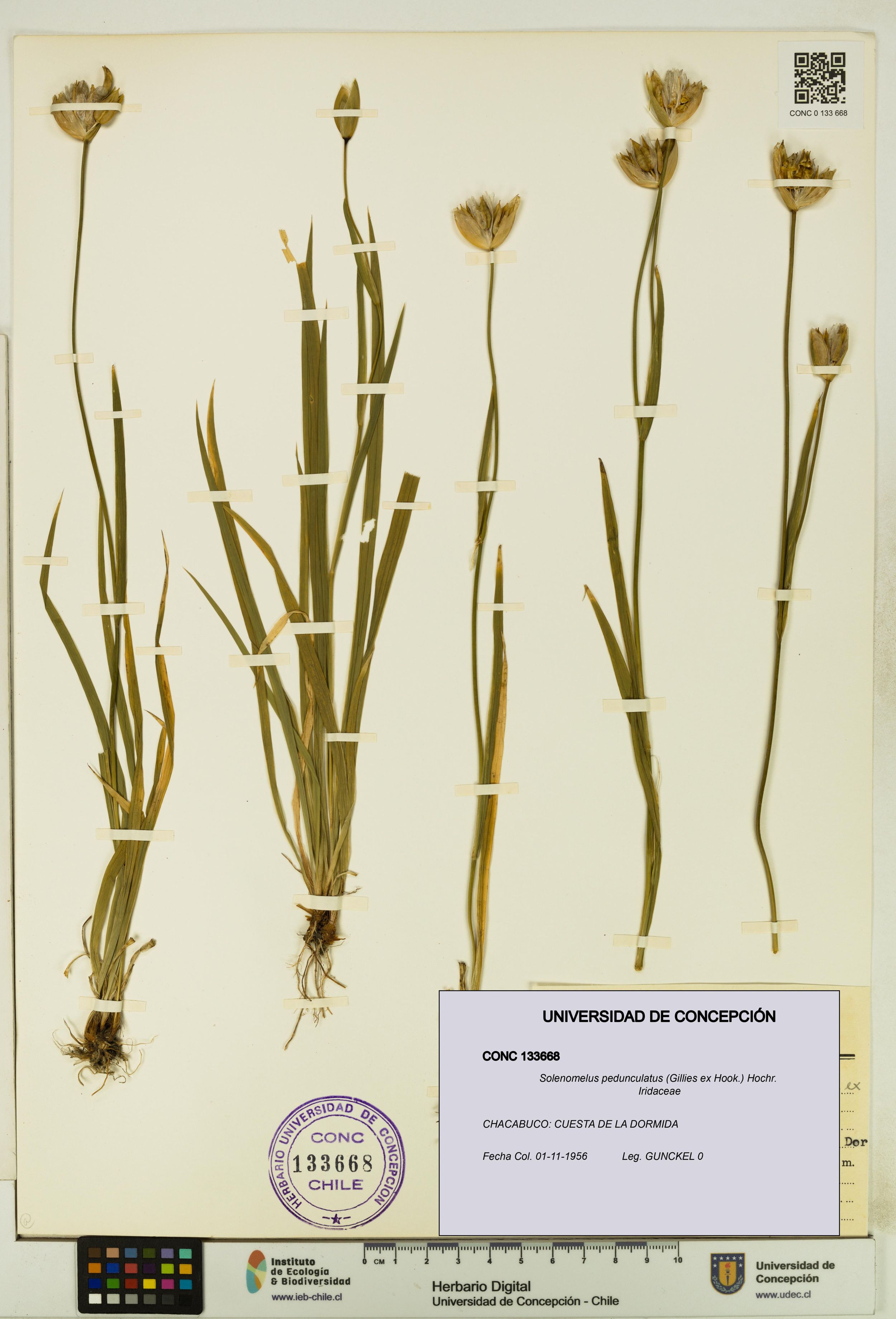 Solenomelus pedunculatus [Espécimen: ]