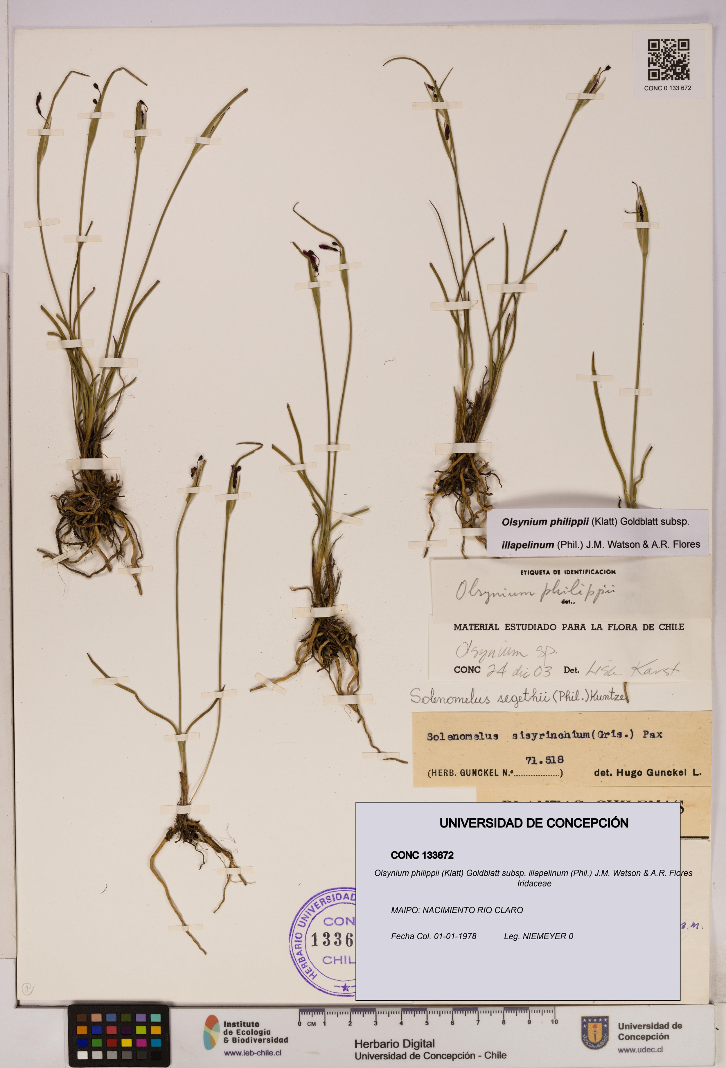 Olsynium philippii subsp. illapelinum [Espécimen: ]