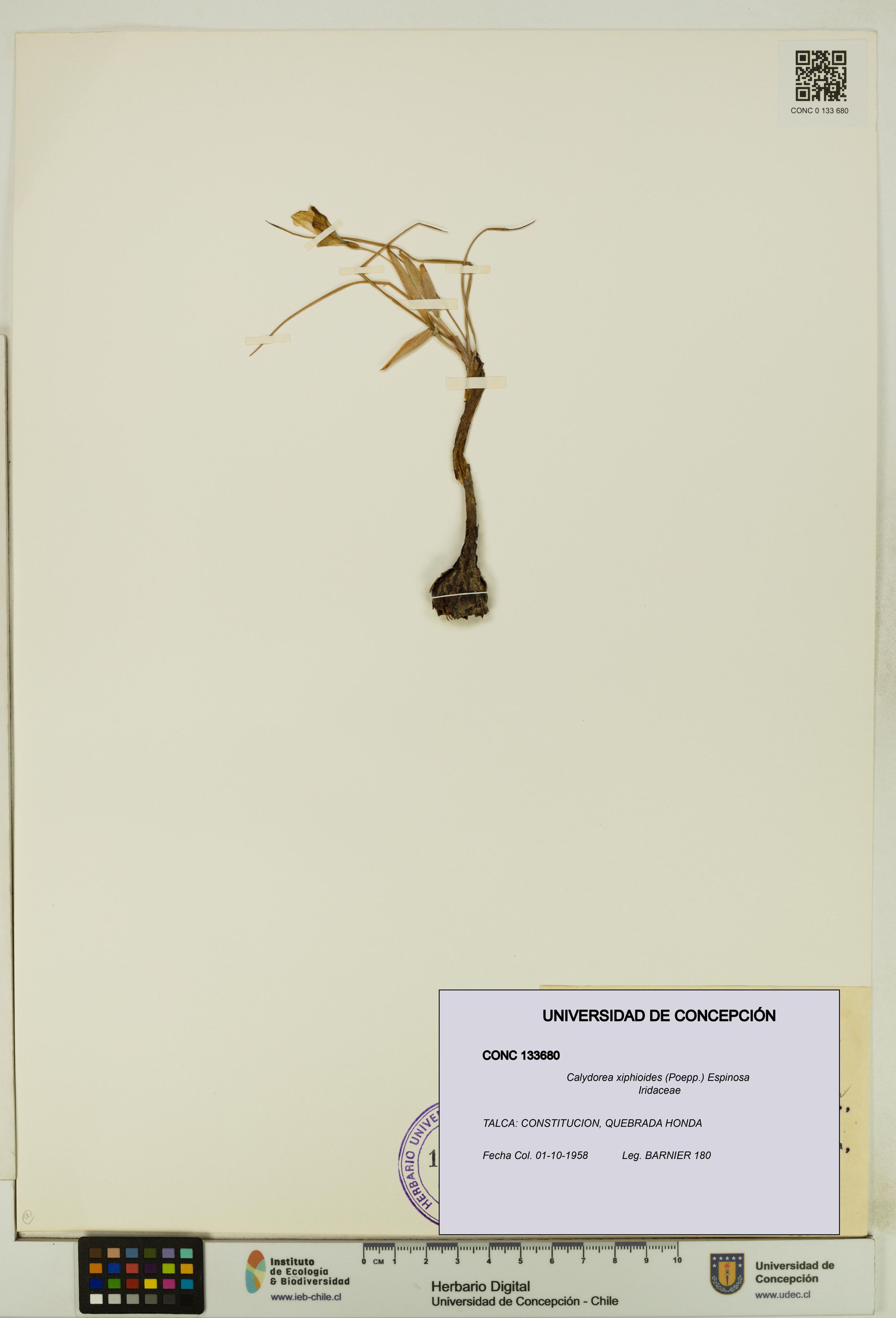 Calydorea xiphioides [Espécimen: ]