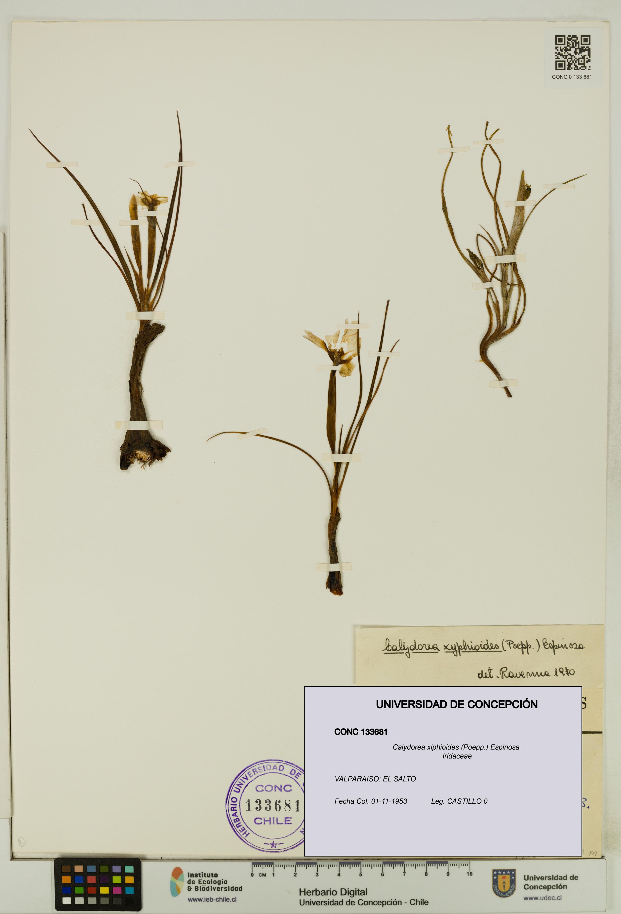 Calydorea xiphioides [Espécimen: ]