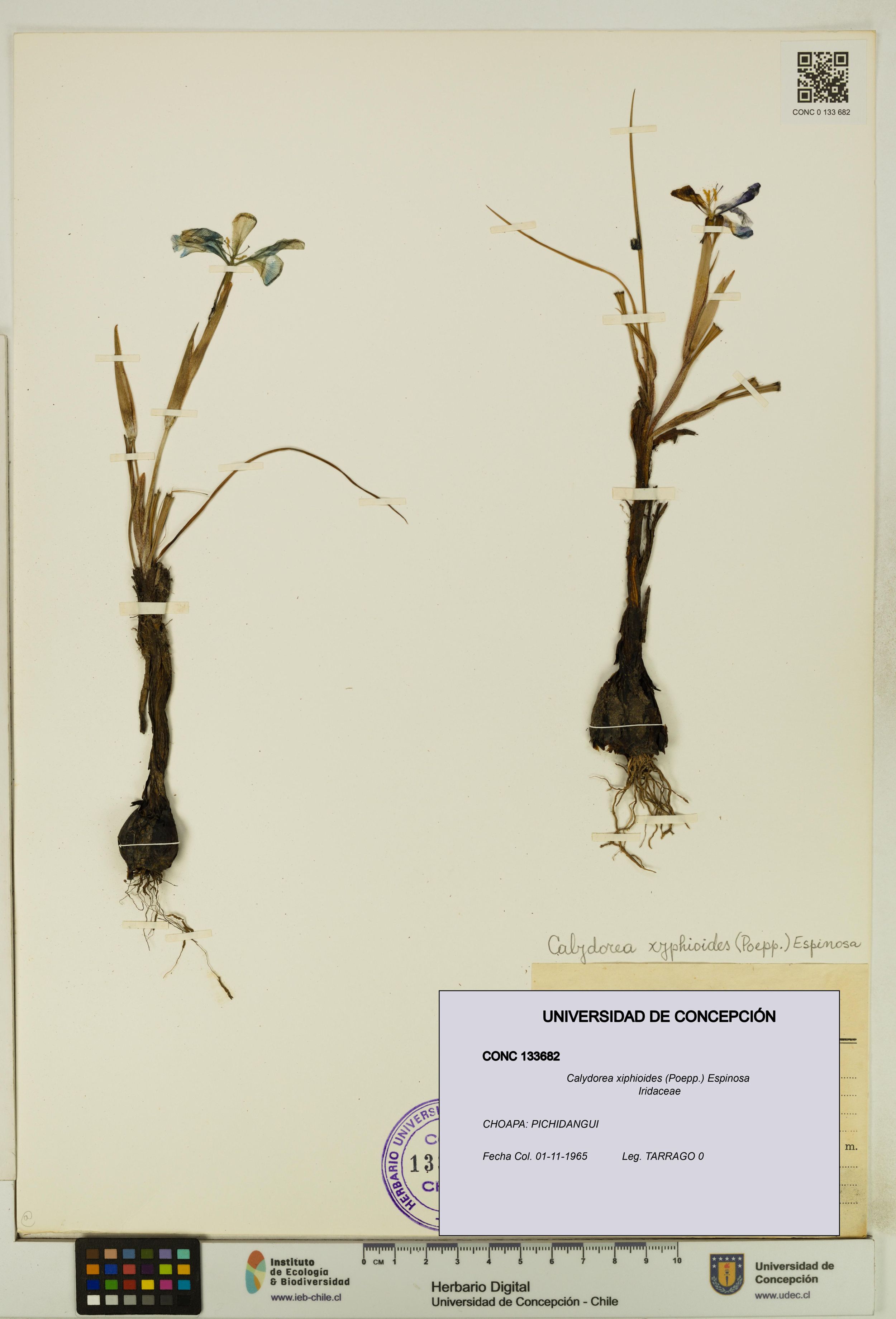 Calydorea xiphioides [Espécimen: ]