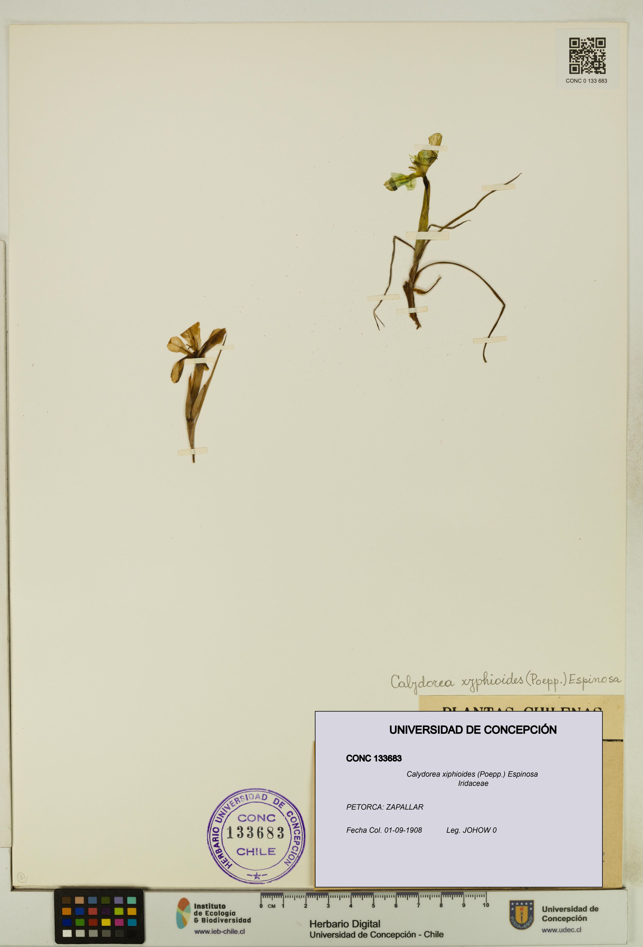 Calydorea xiphioides [Espécimen: ]