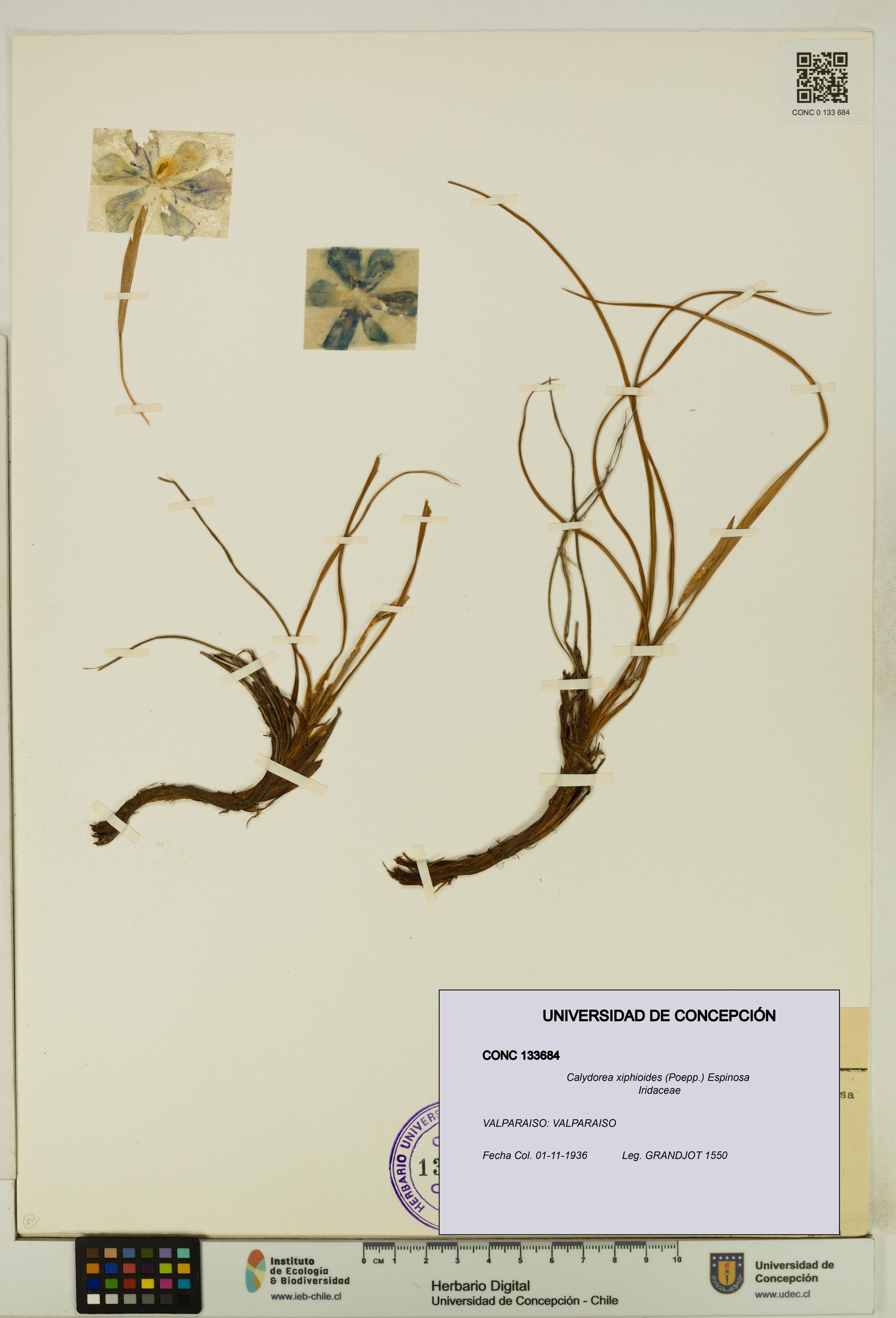 Calydorea xiphioides [Espécimen: ]