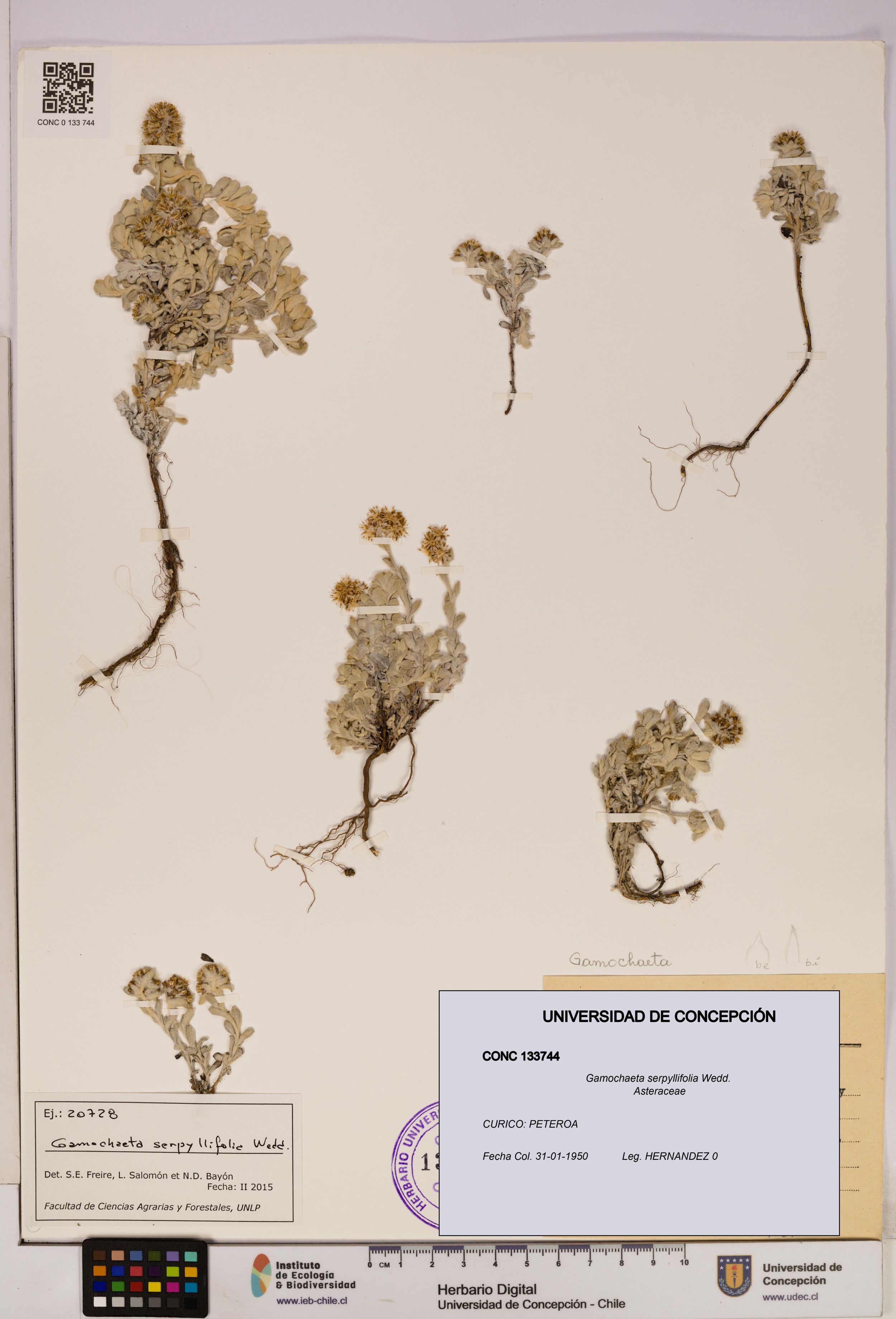 Gamochaeta serpyllifolia [Espécimen: ]
