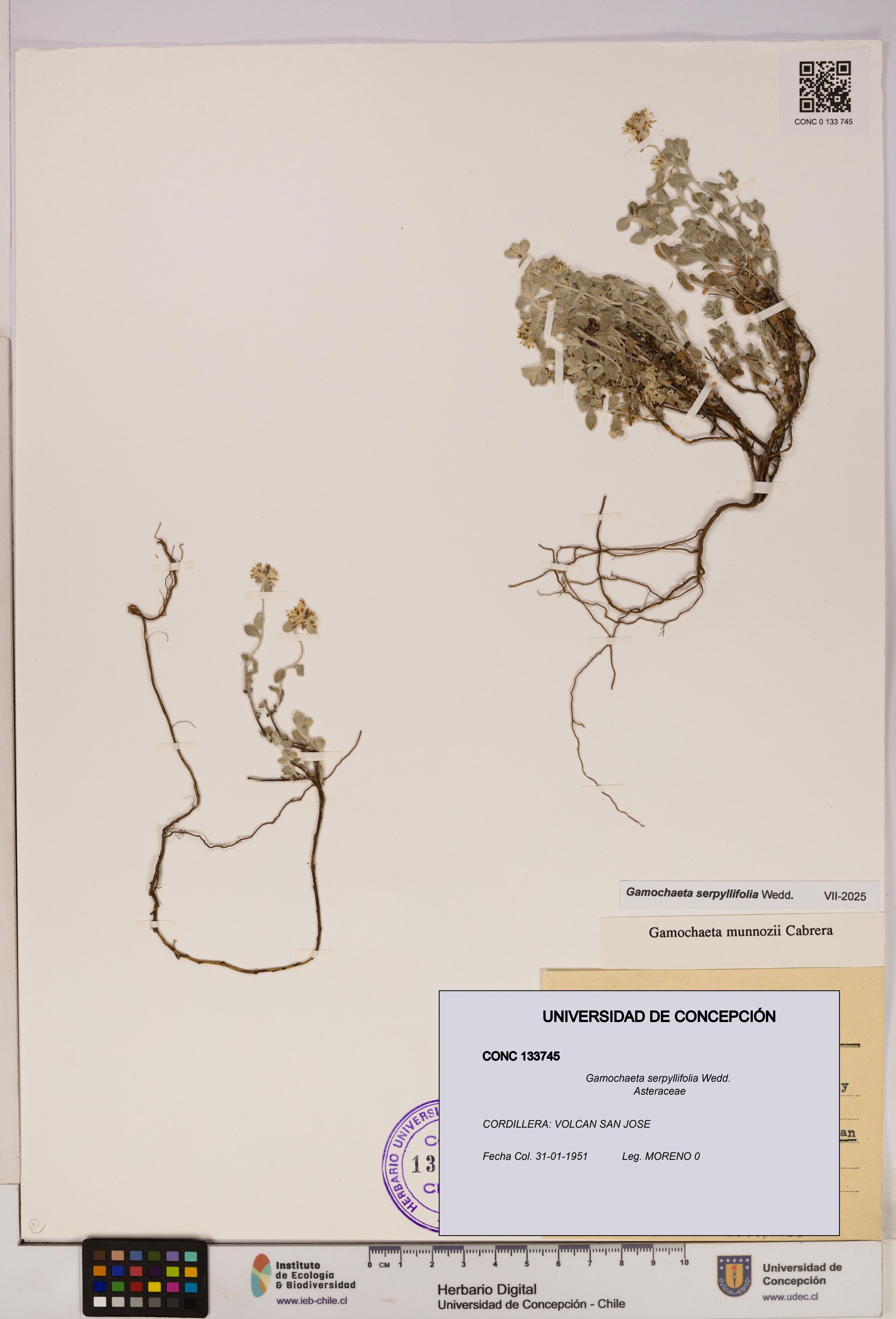 Gamochaeta serpyllifolia [Espécimen: ]
