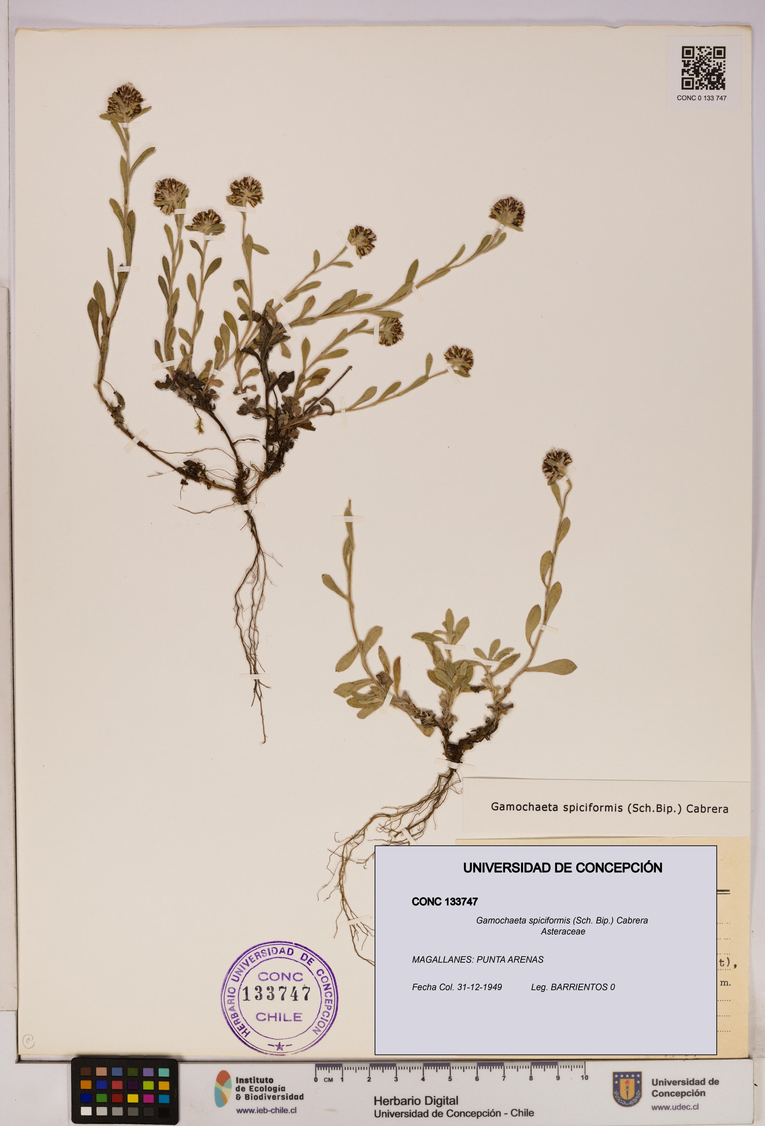 Gamochaeta spiciformis [Espécimen: ]