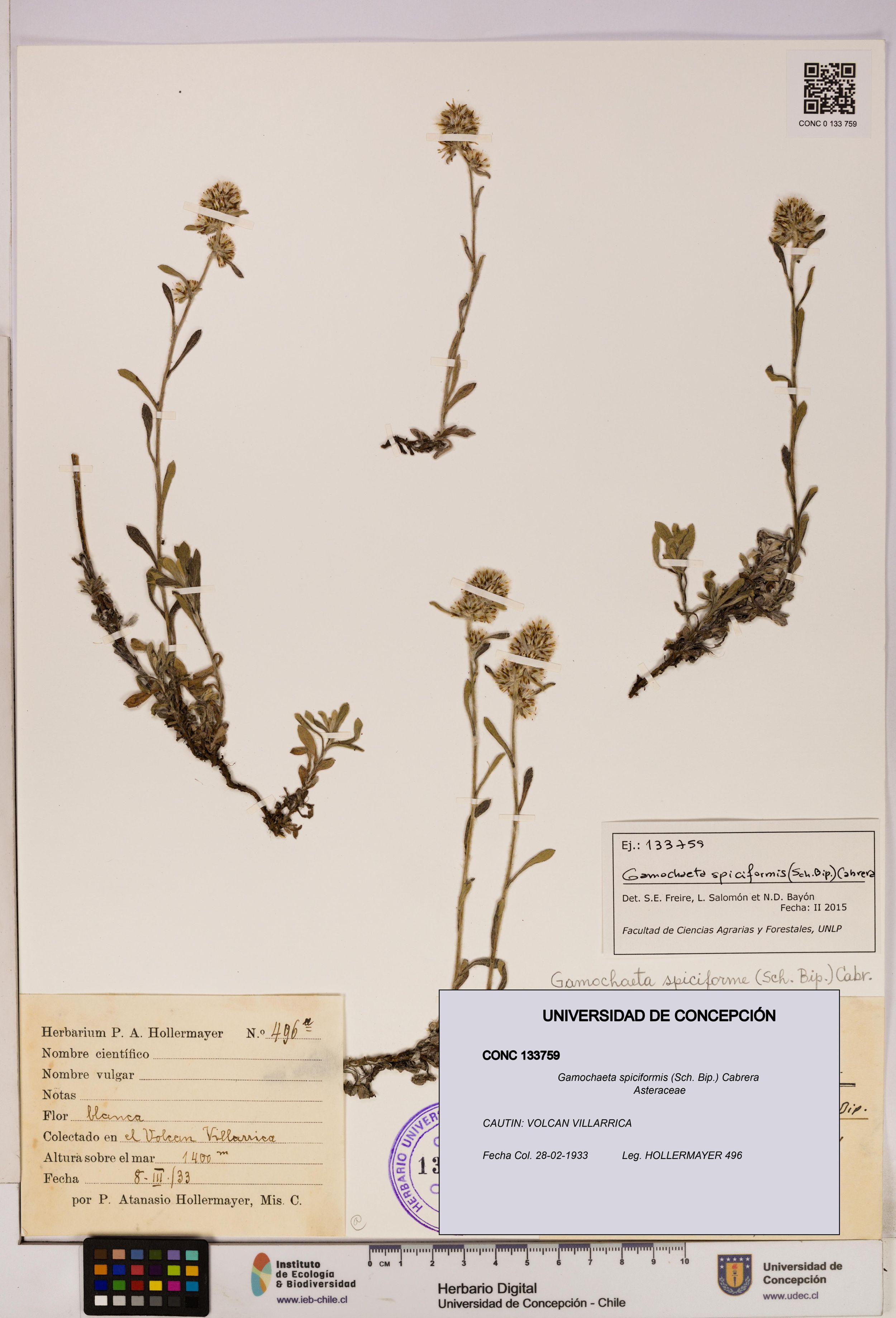 Gamochaeta spiciformis [Espécimen: ]
