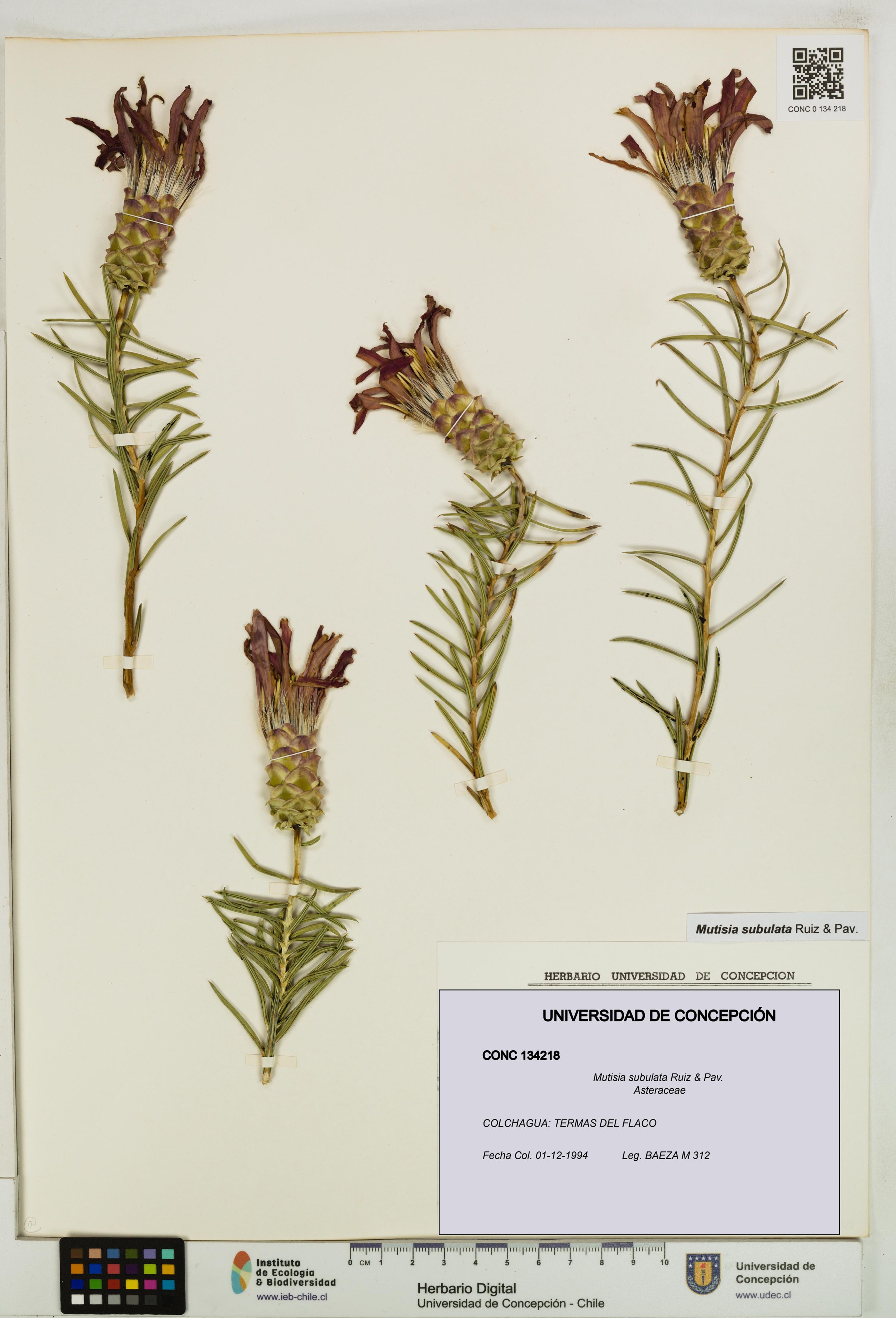 Mutisia subulata [Espécimen: ]