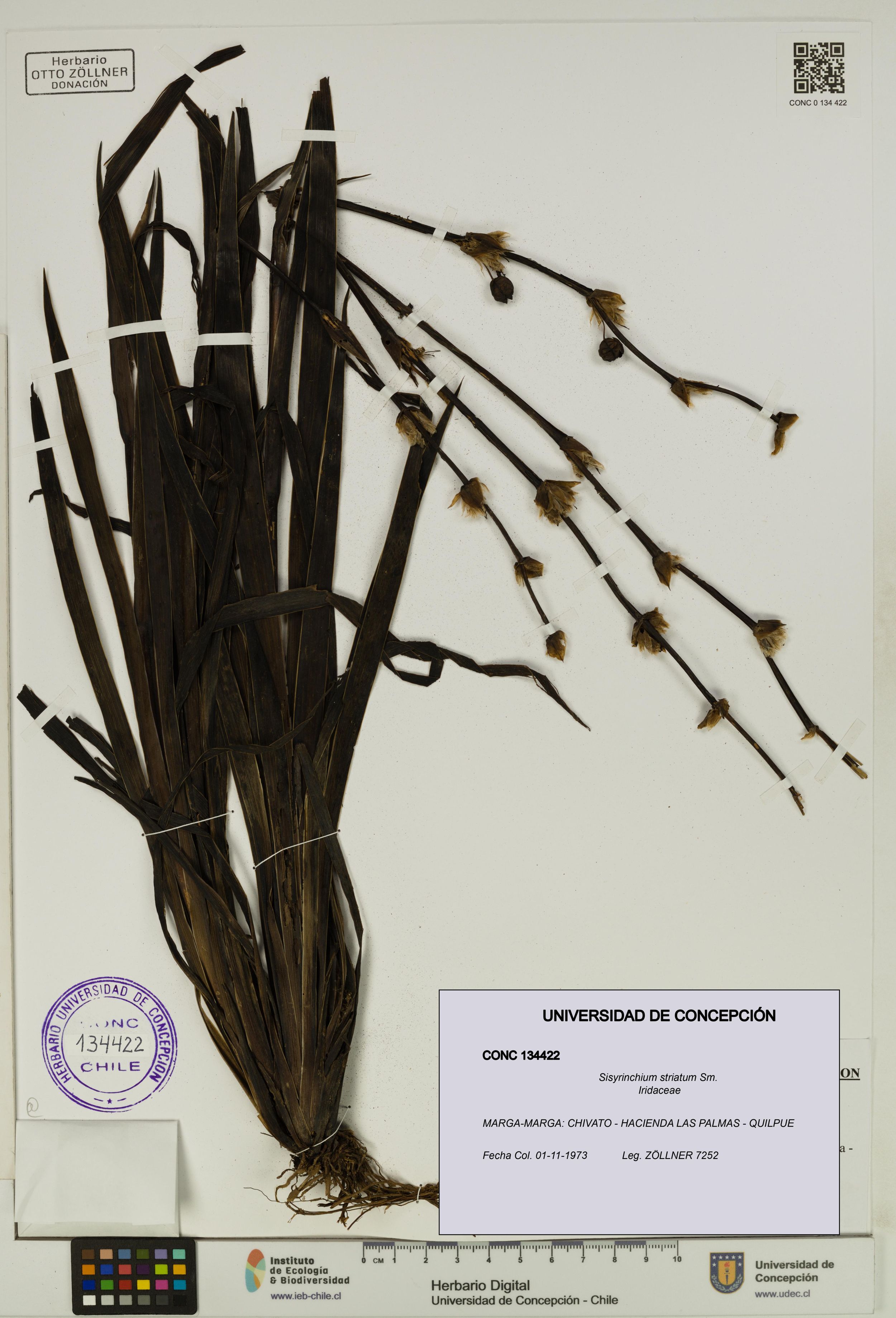 Sisyrinchium striatum [Espécimen: ]