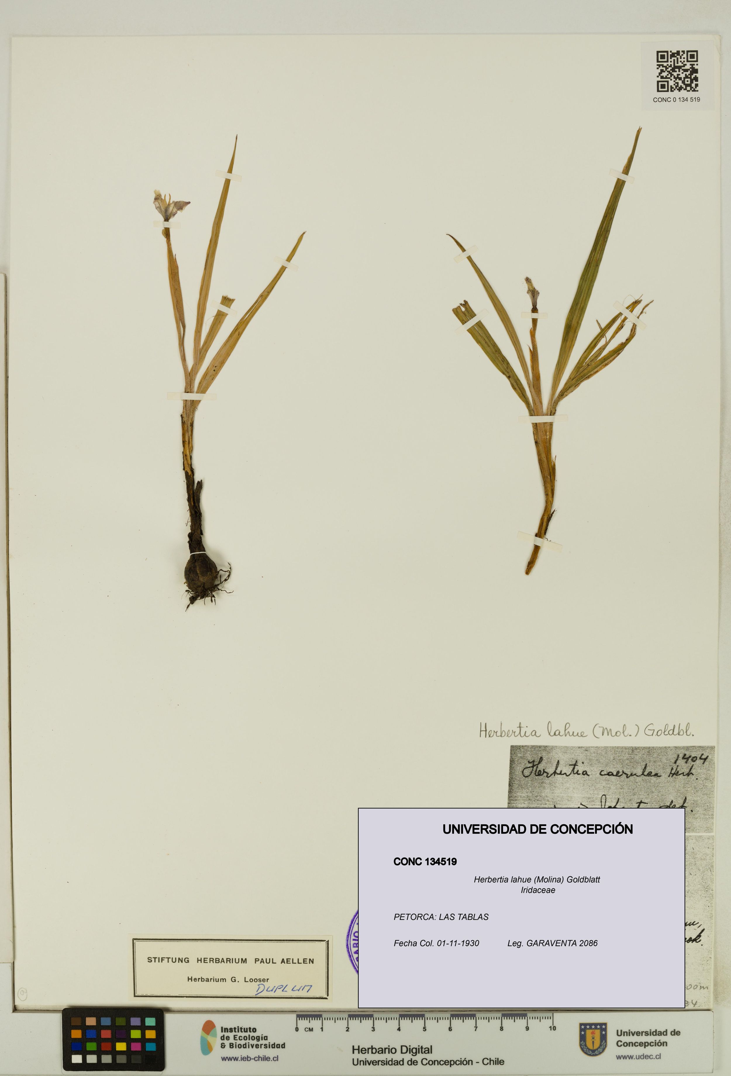 Herbertia lahue [Espécimen: ]