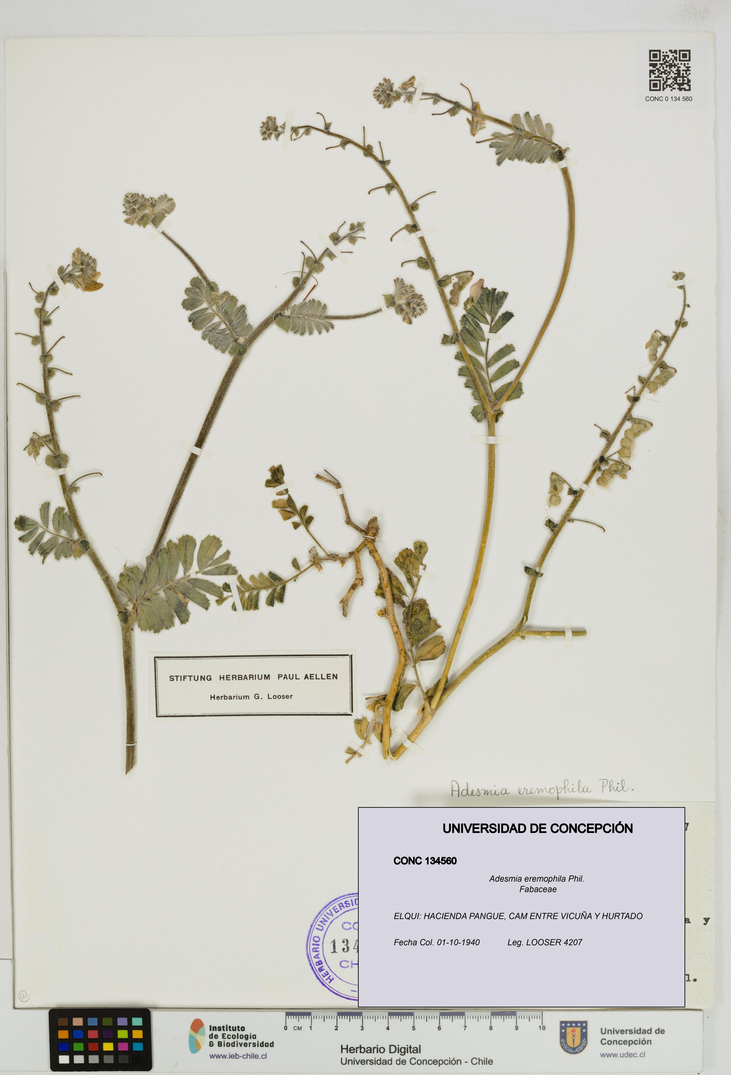 Adesmia eremophila [Espécimen: ]