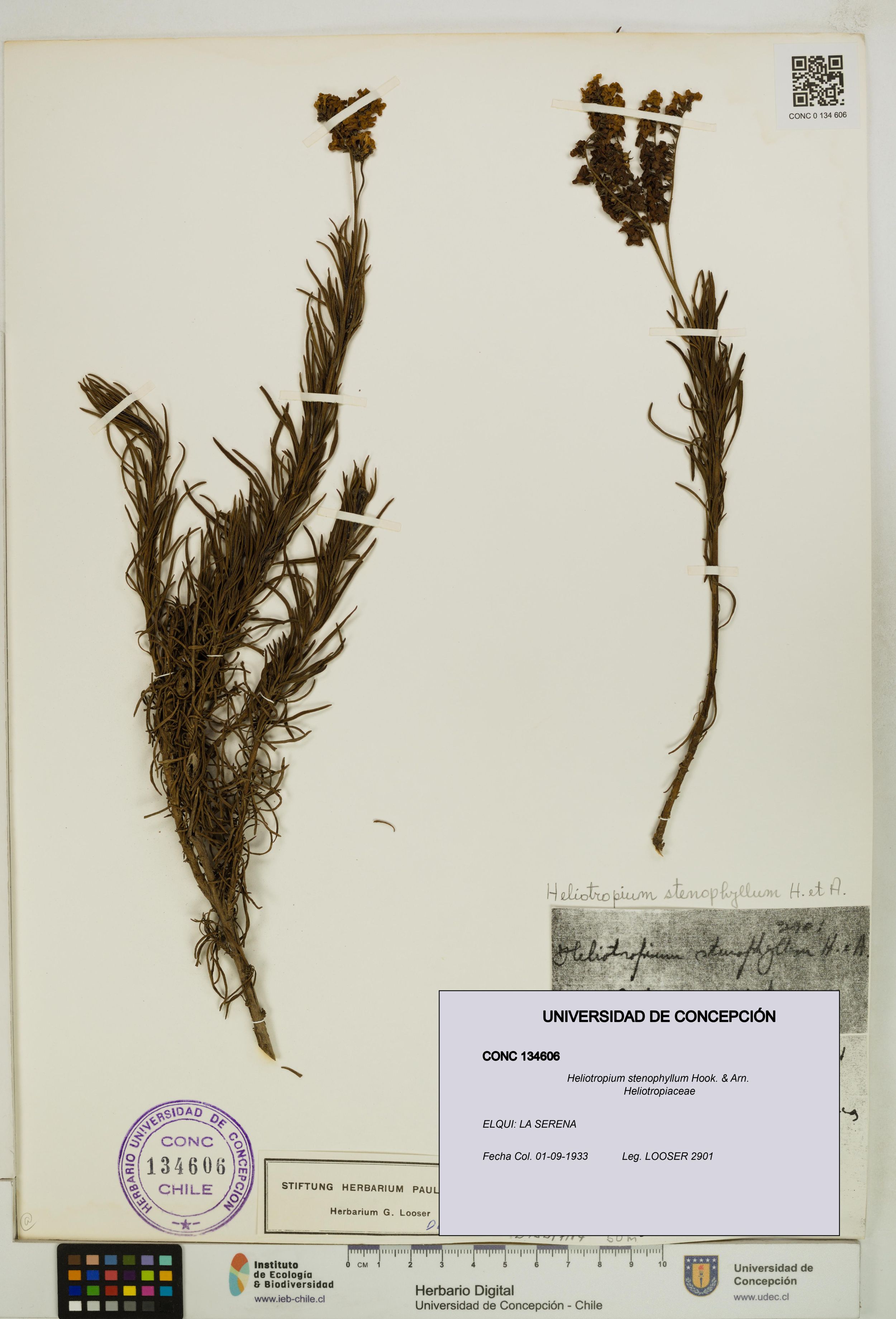 Heliotropium stenophyllum [Espécimen: ]