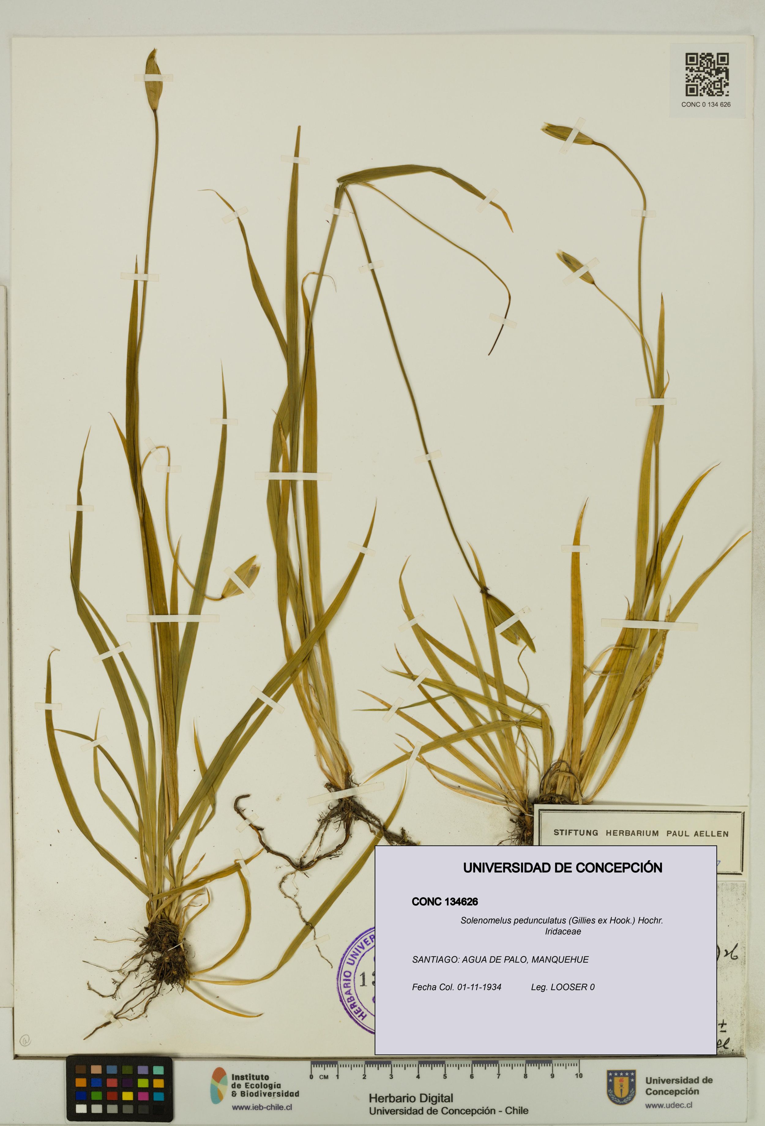 Solenomelus pedunculatus [Espécimen: ]