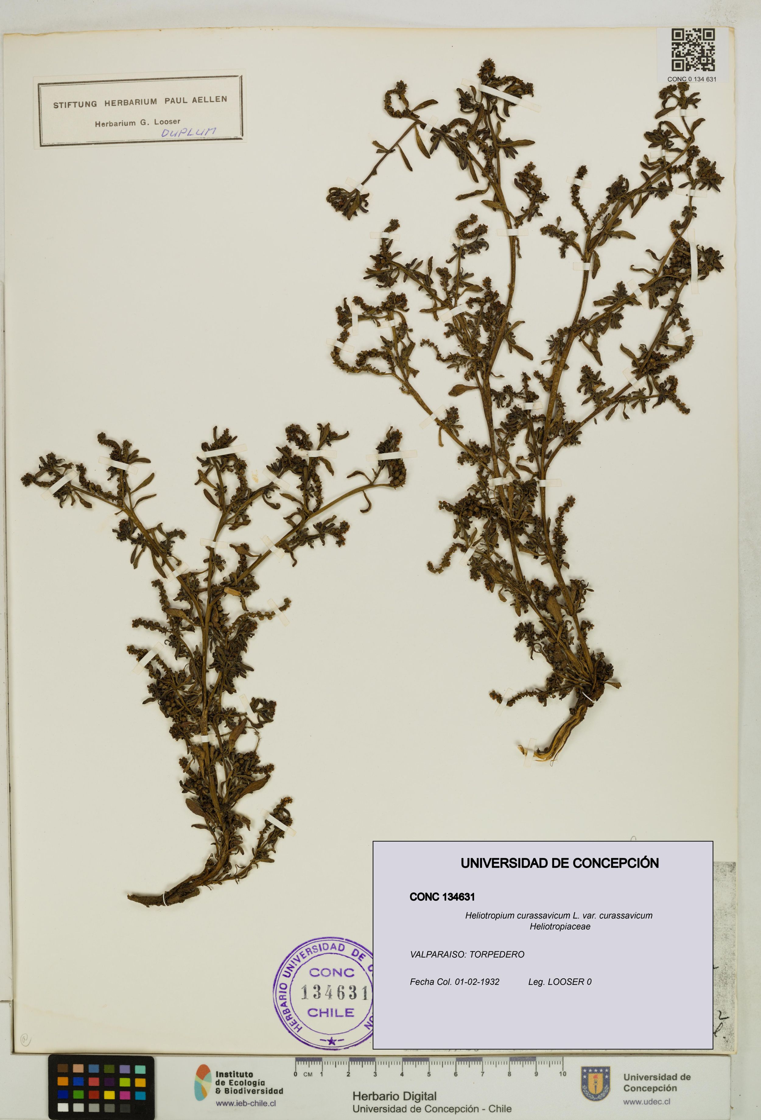 Heliotropium curassavicum var. curassavicum [Espécimen: ]