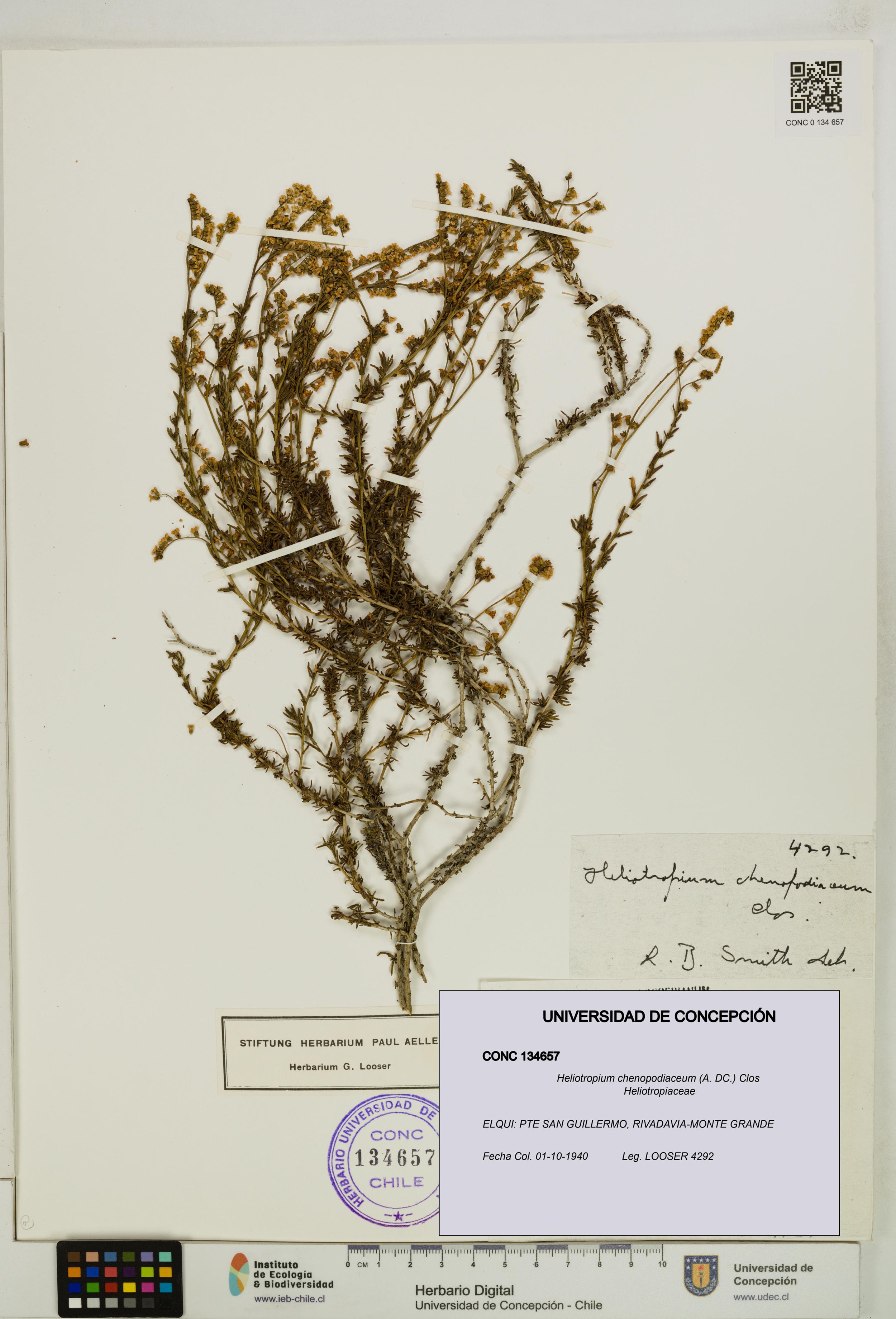 Heliotropium chenopodiaceum [Espécimen: ]
