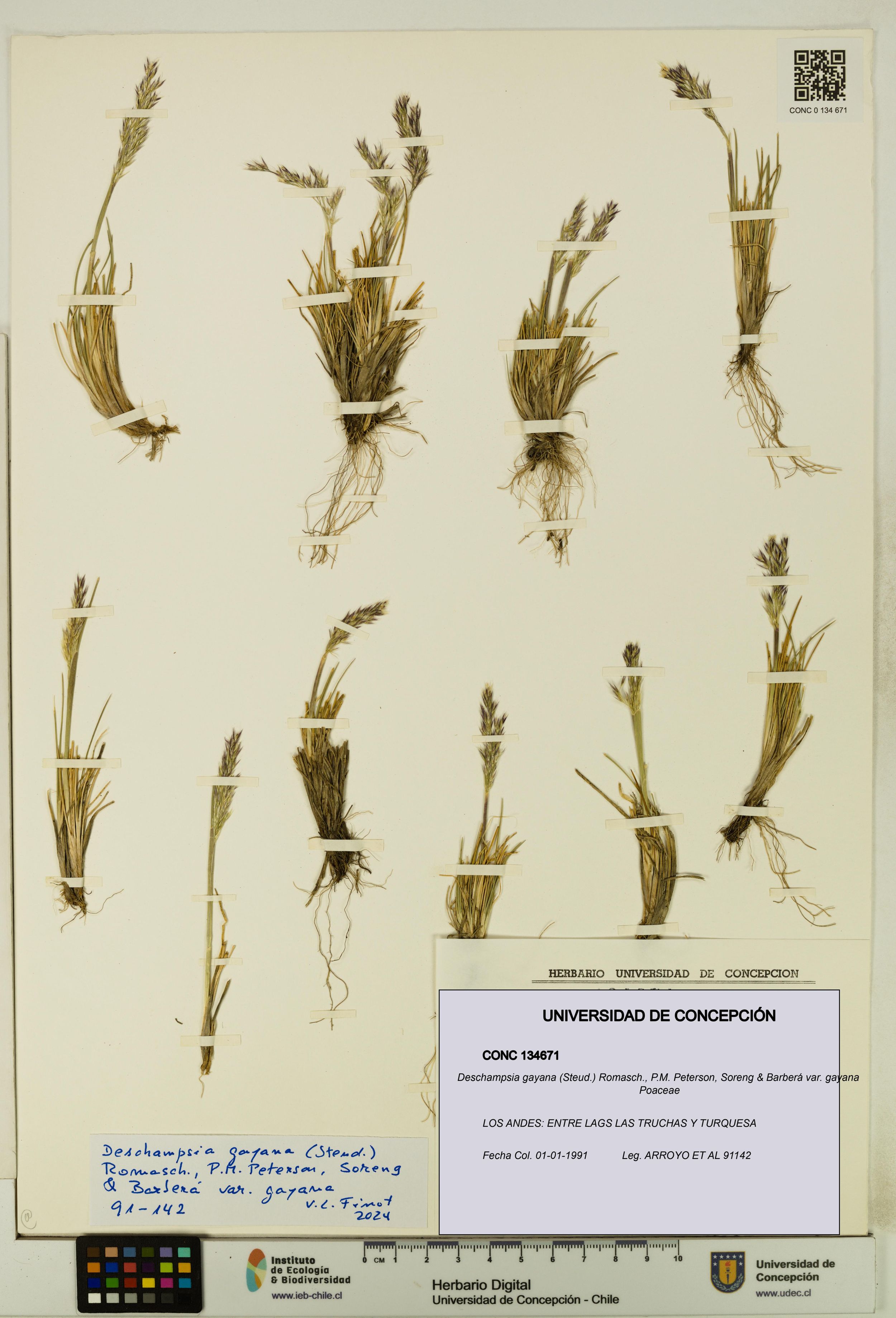 Deschampsia gayana var. gayana [Espécimen: ]