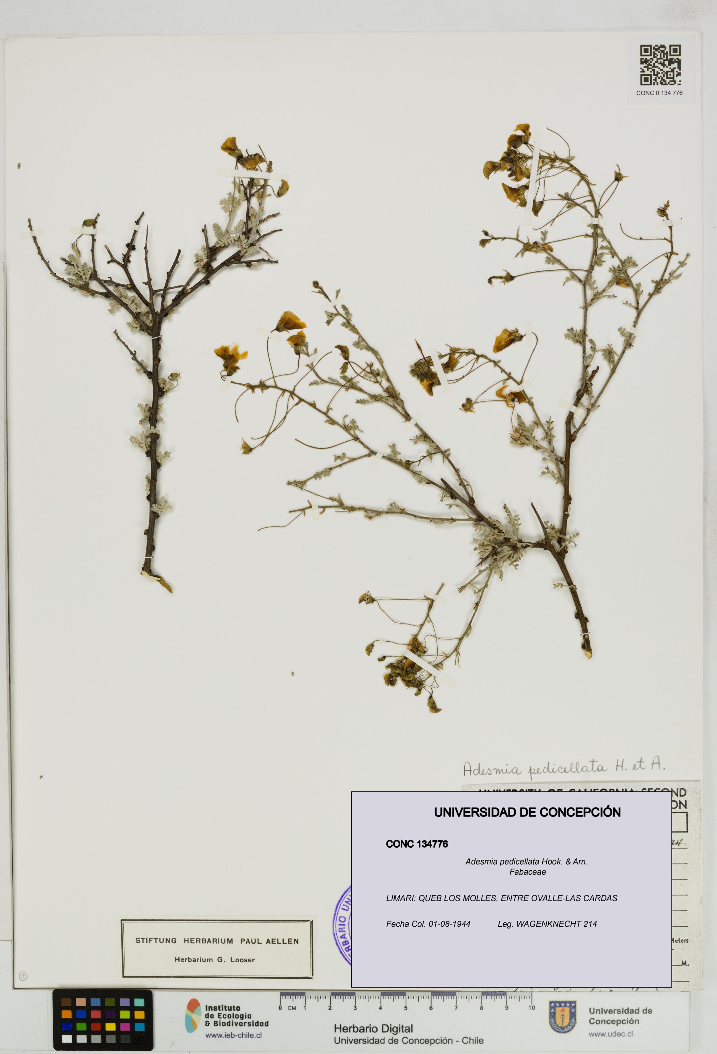 Adesmia pedicellata [Espécimen: ]
