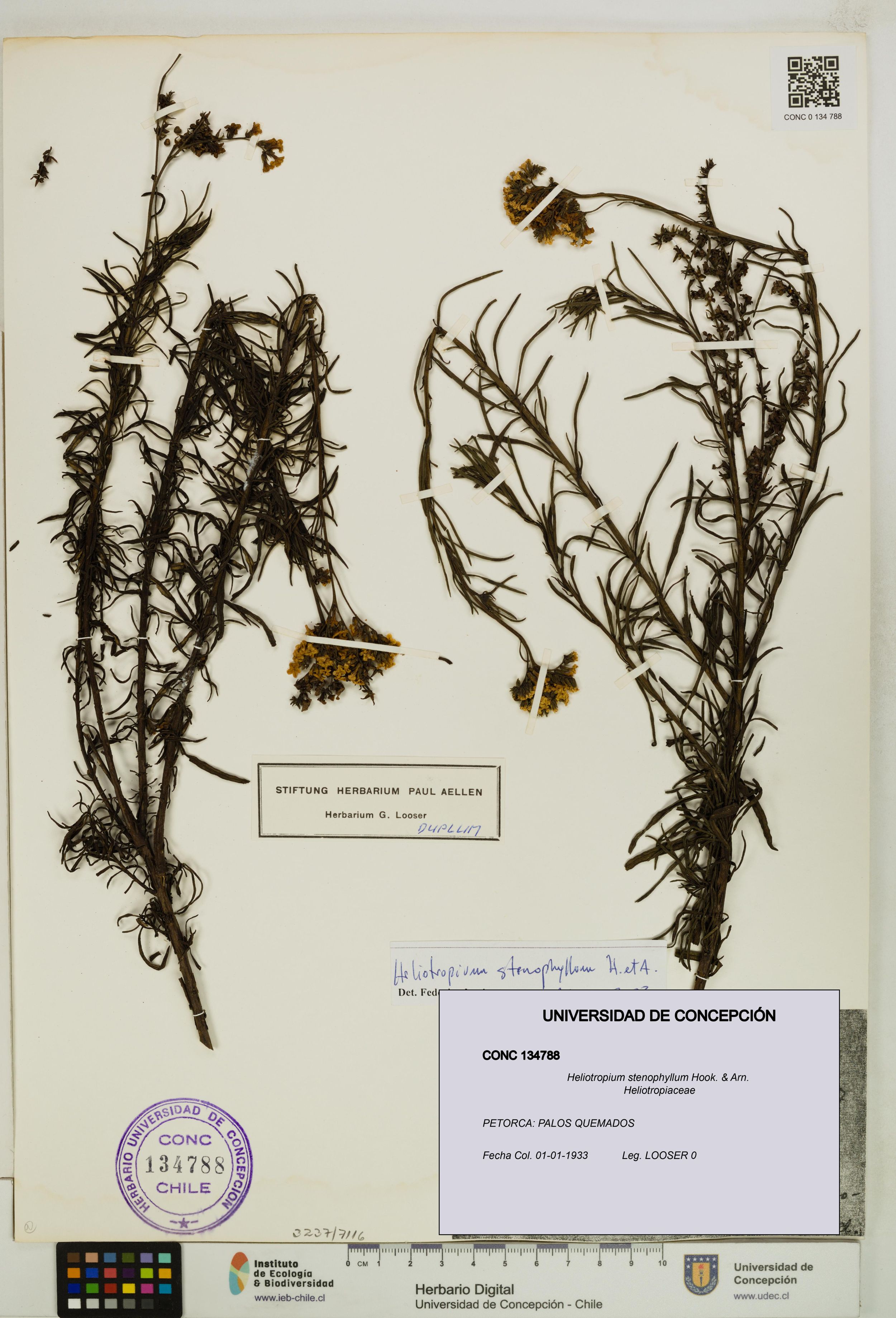 Heliotropium stenophyllum [Espécimen: ]