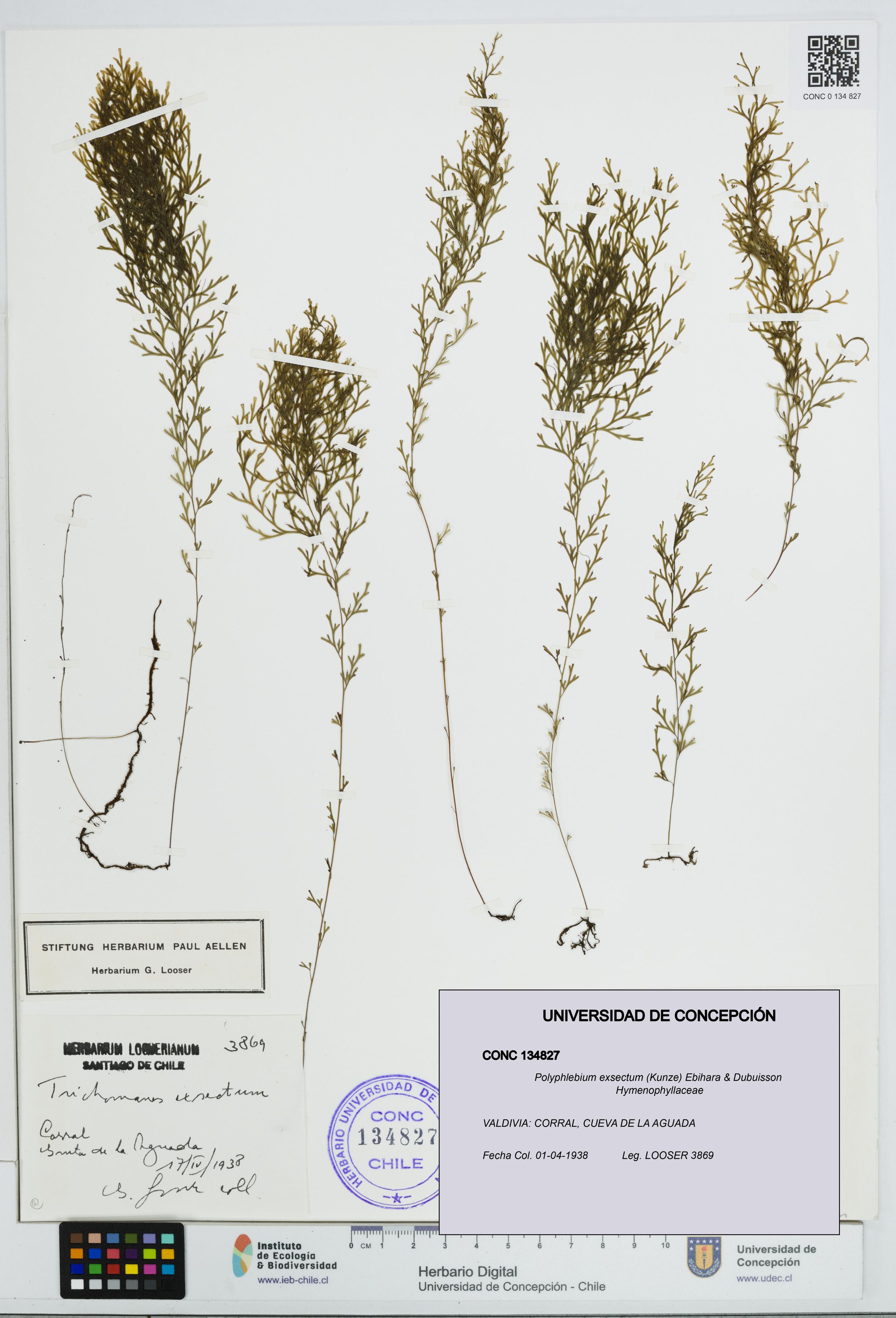 Polyphlebium exsectum [Espécimen: ]