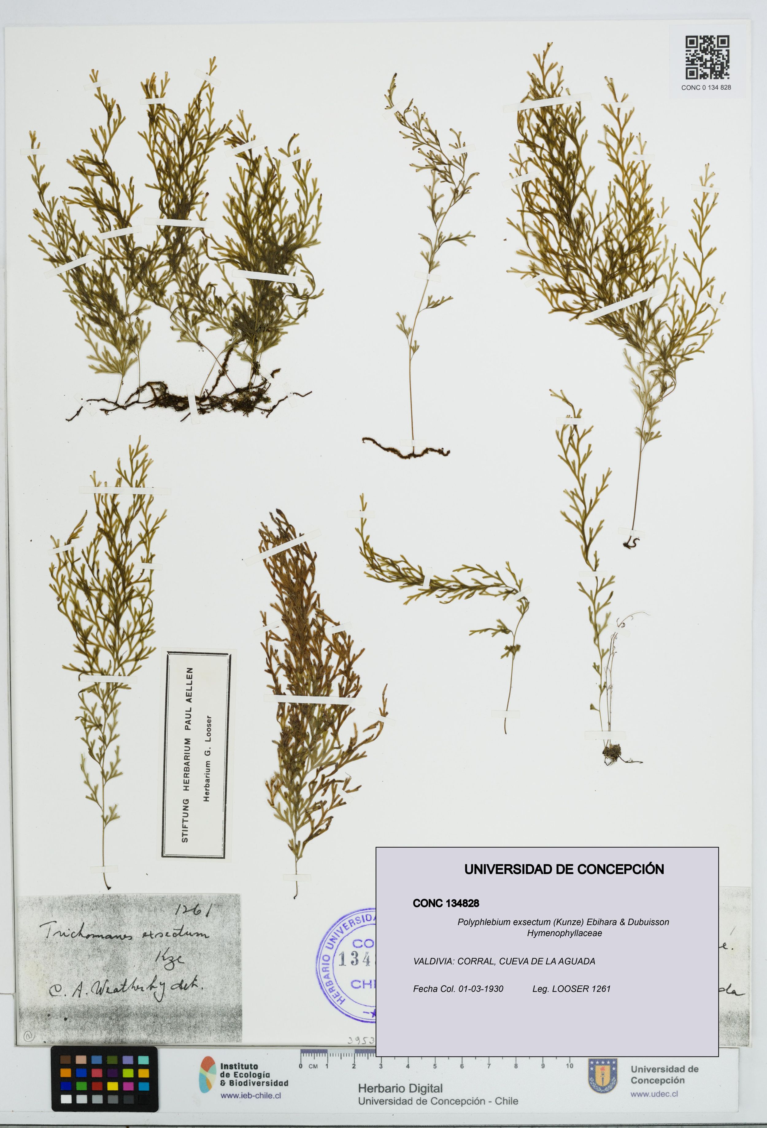 Polyphlebium exsectum [Espécimen: ]