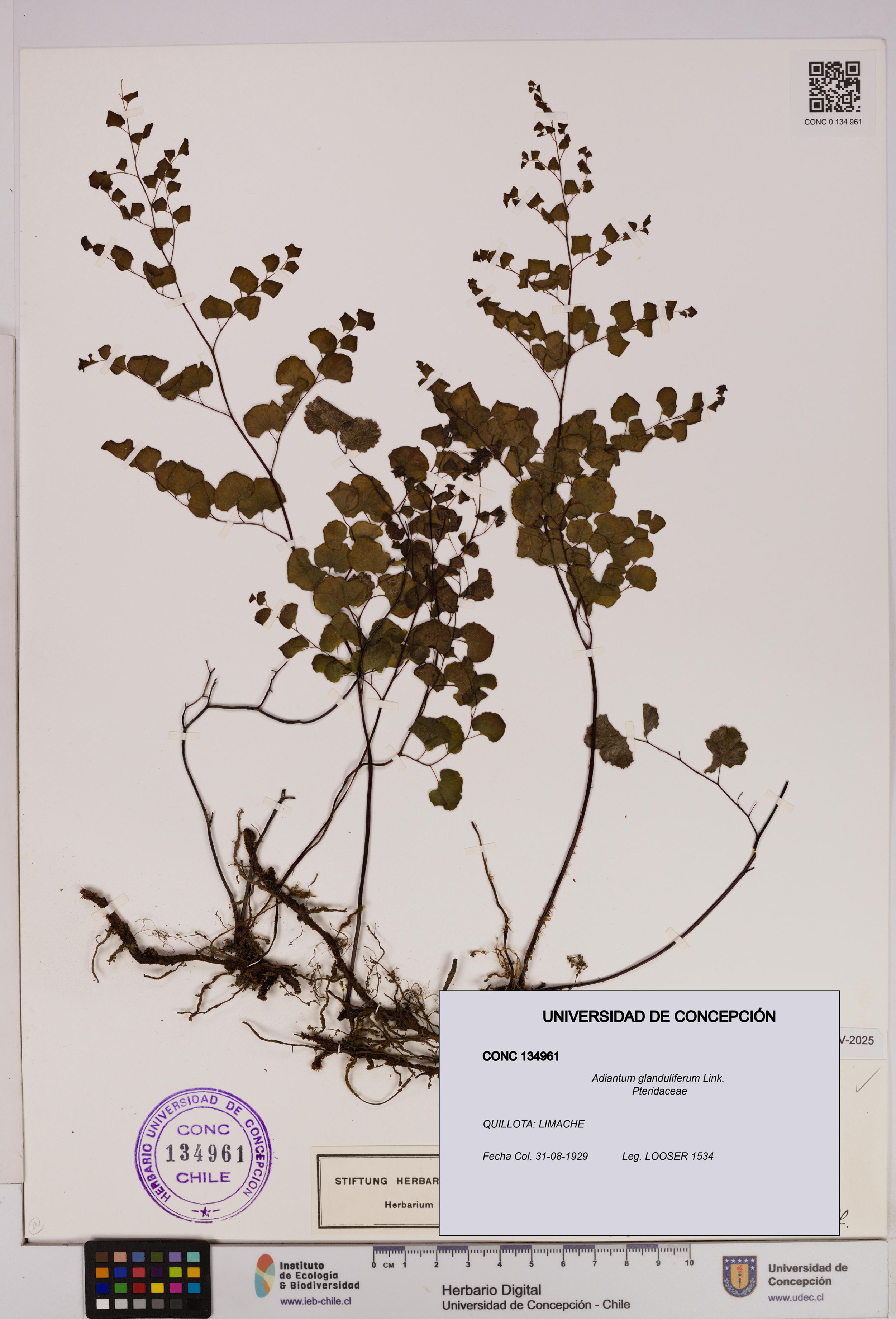 Adiantum glanduliferum [Espécimen: ]