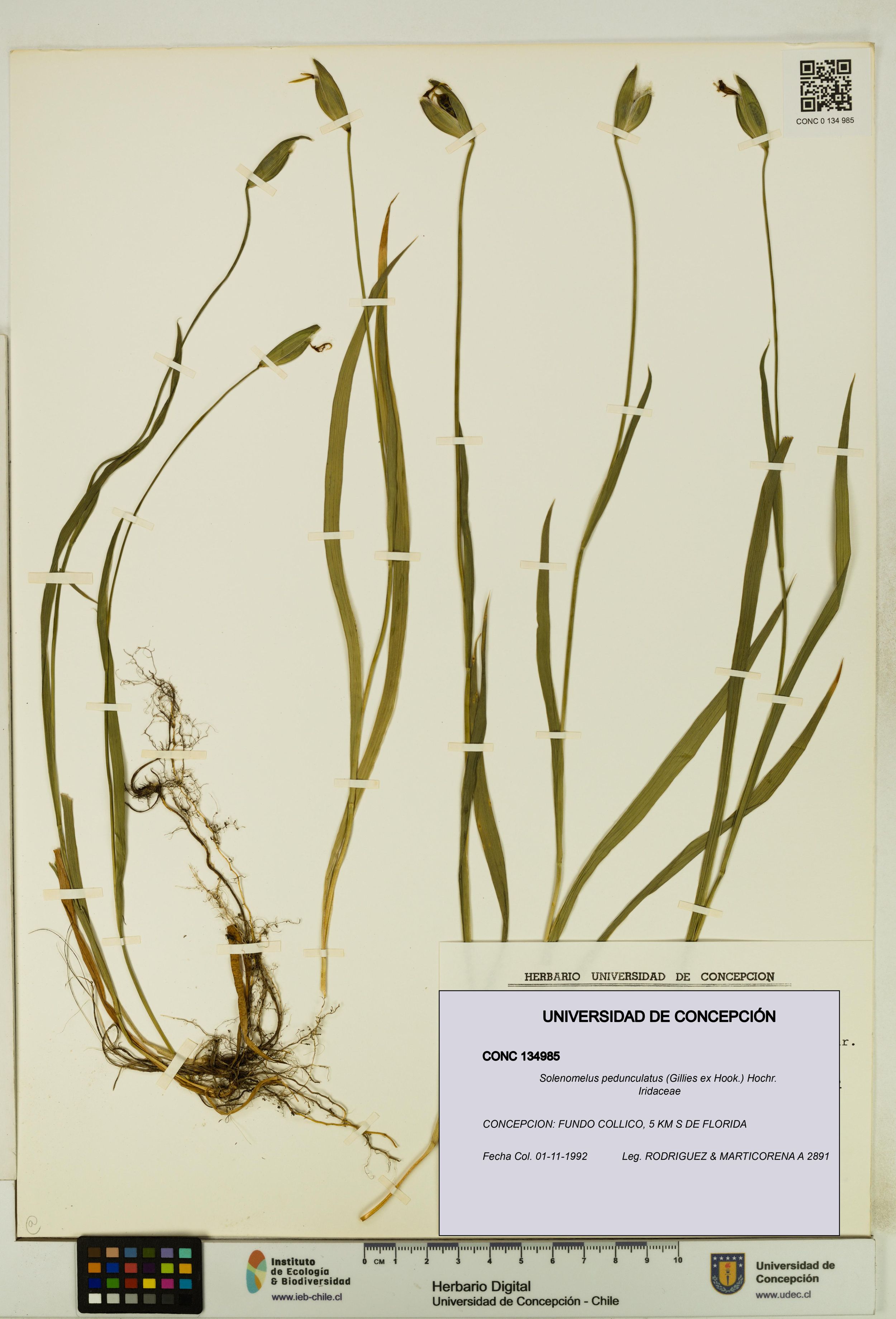 Solenomelus pedunculatus [Espécimen: ]