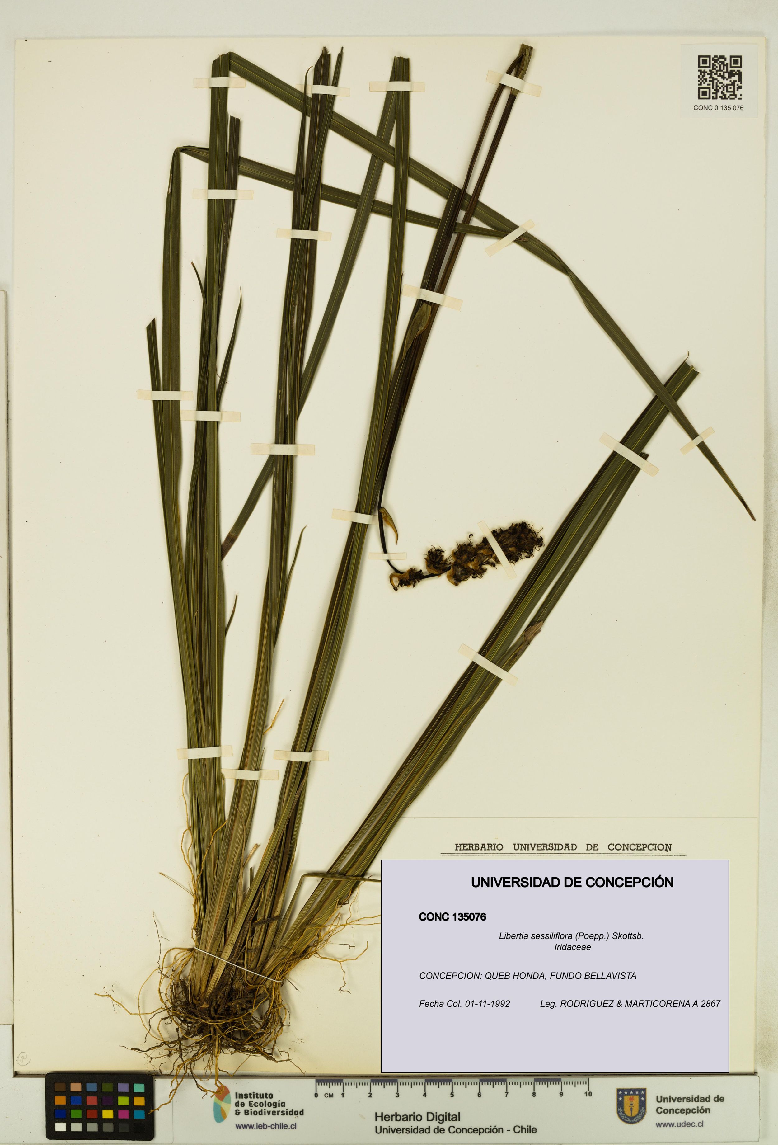 Libertia sessiliflora [Espécimen: ]