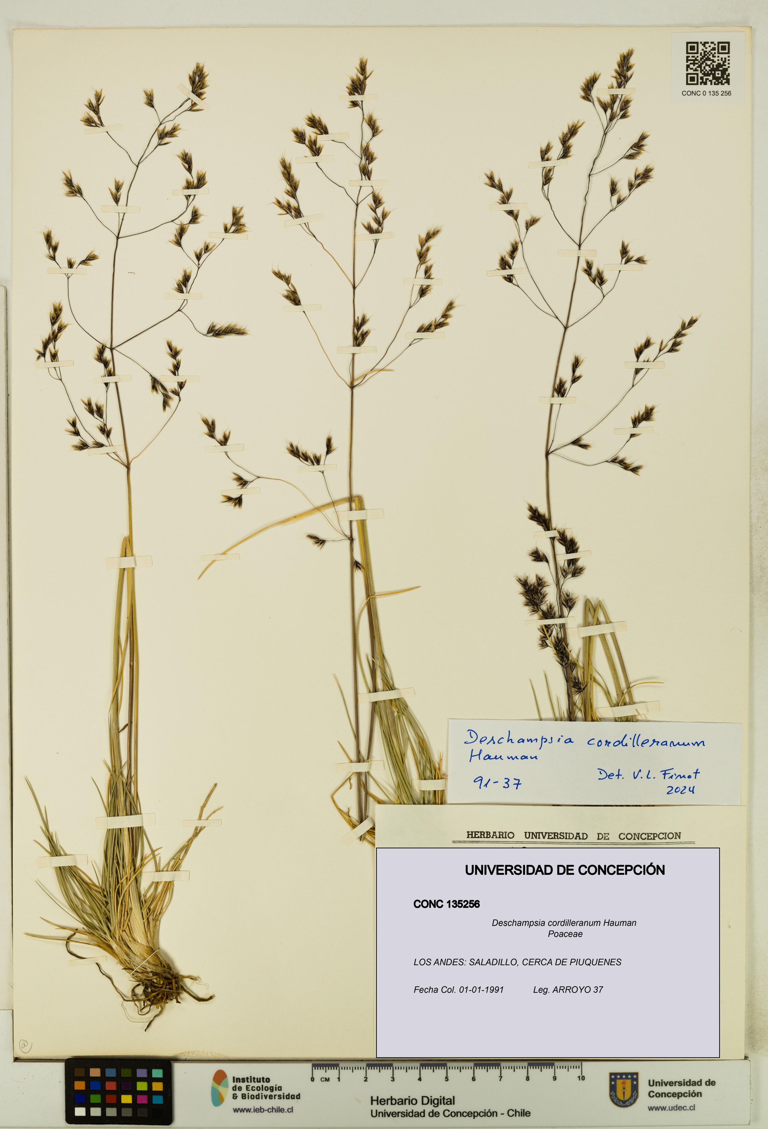 Deschampsia cordilleranum [Espécimen: ]