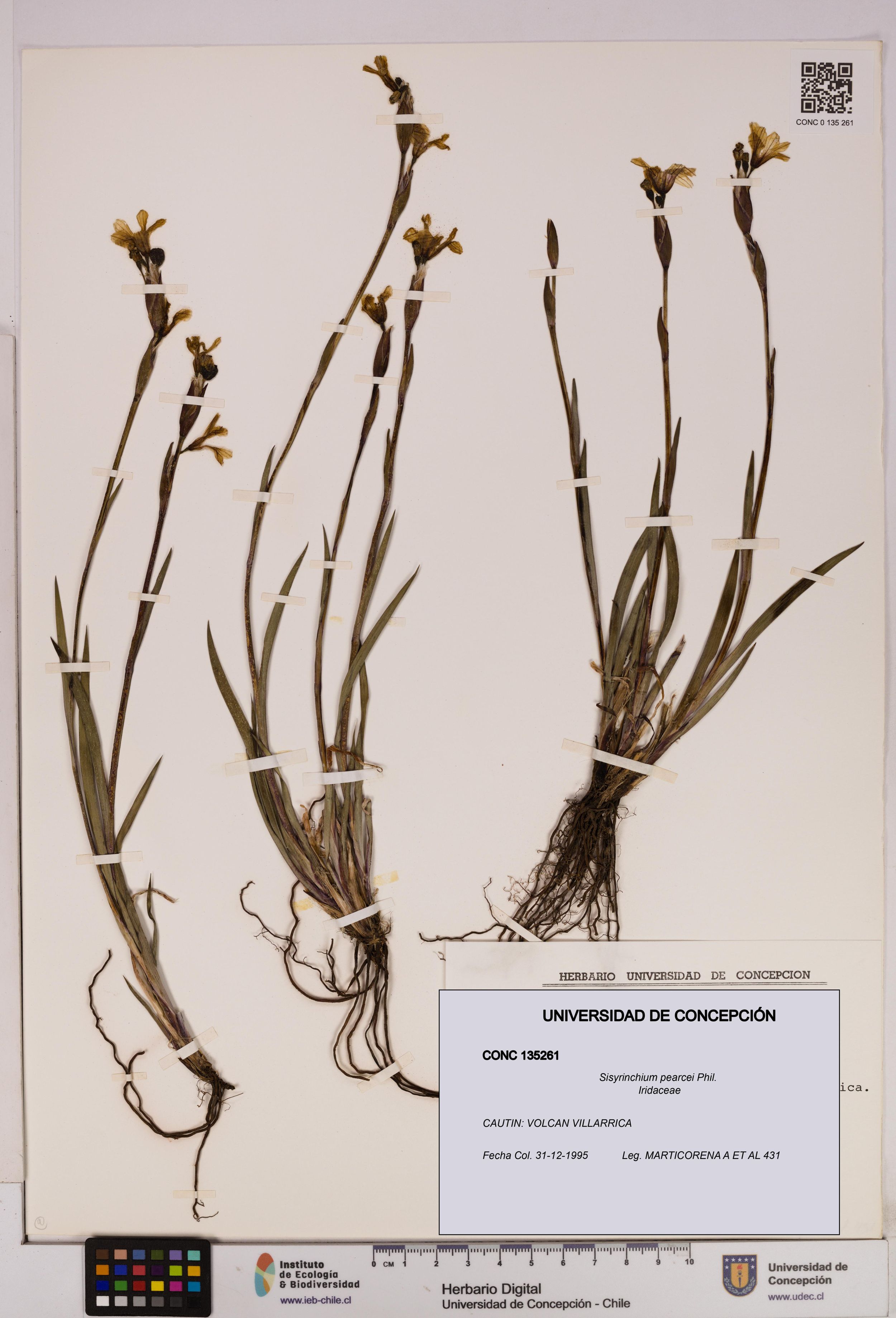 Sisyrinchium pearcei [Espécimen: ]