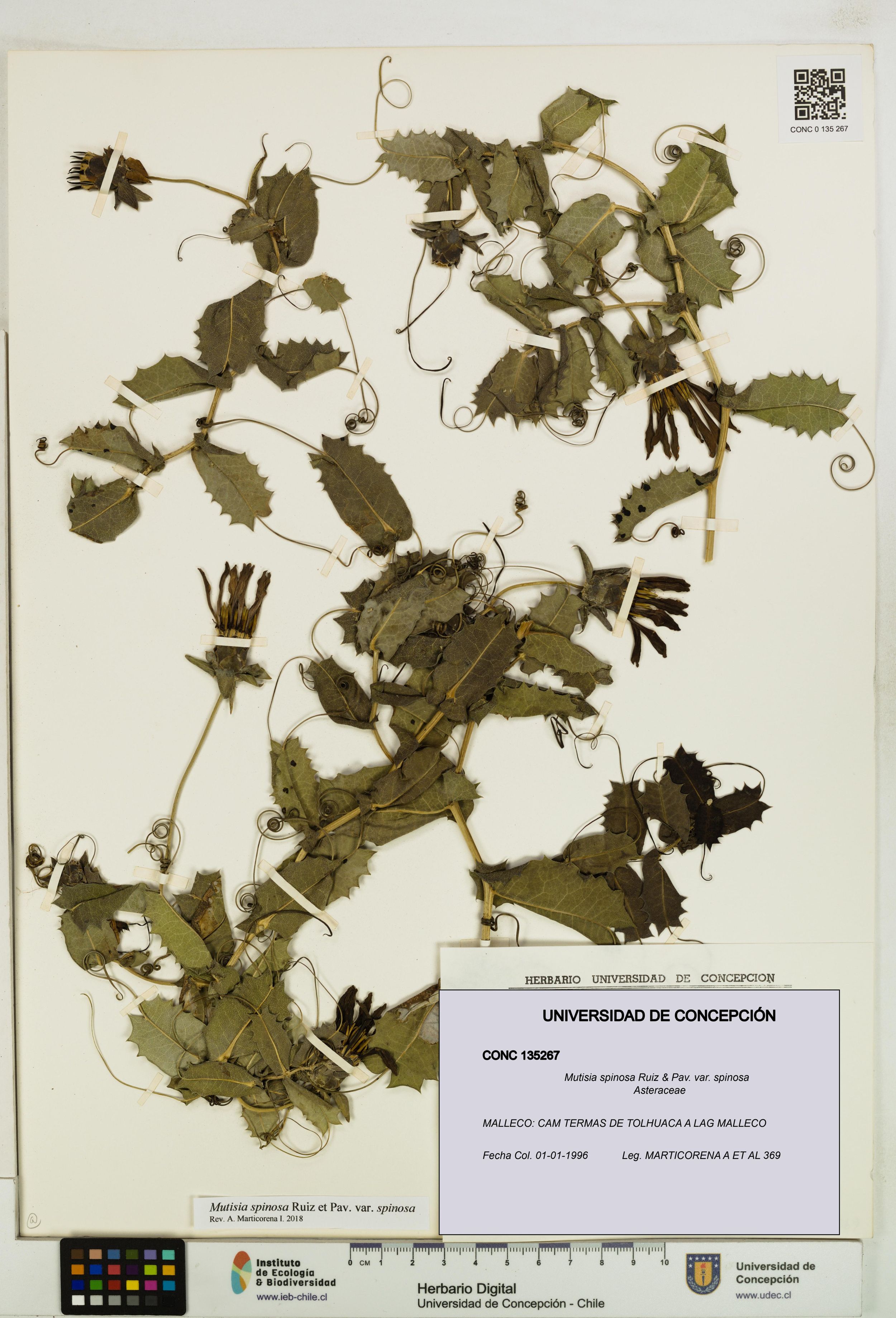 Mutisia spinosa var. spinosa [Espécimen: ]